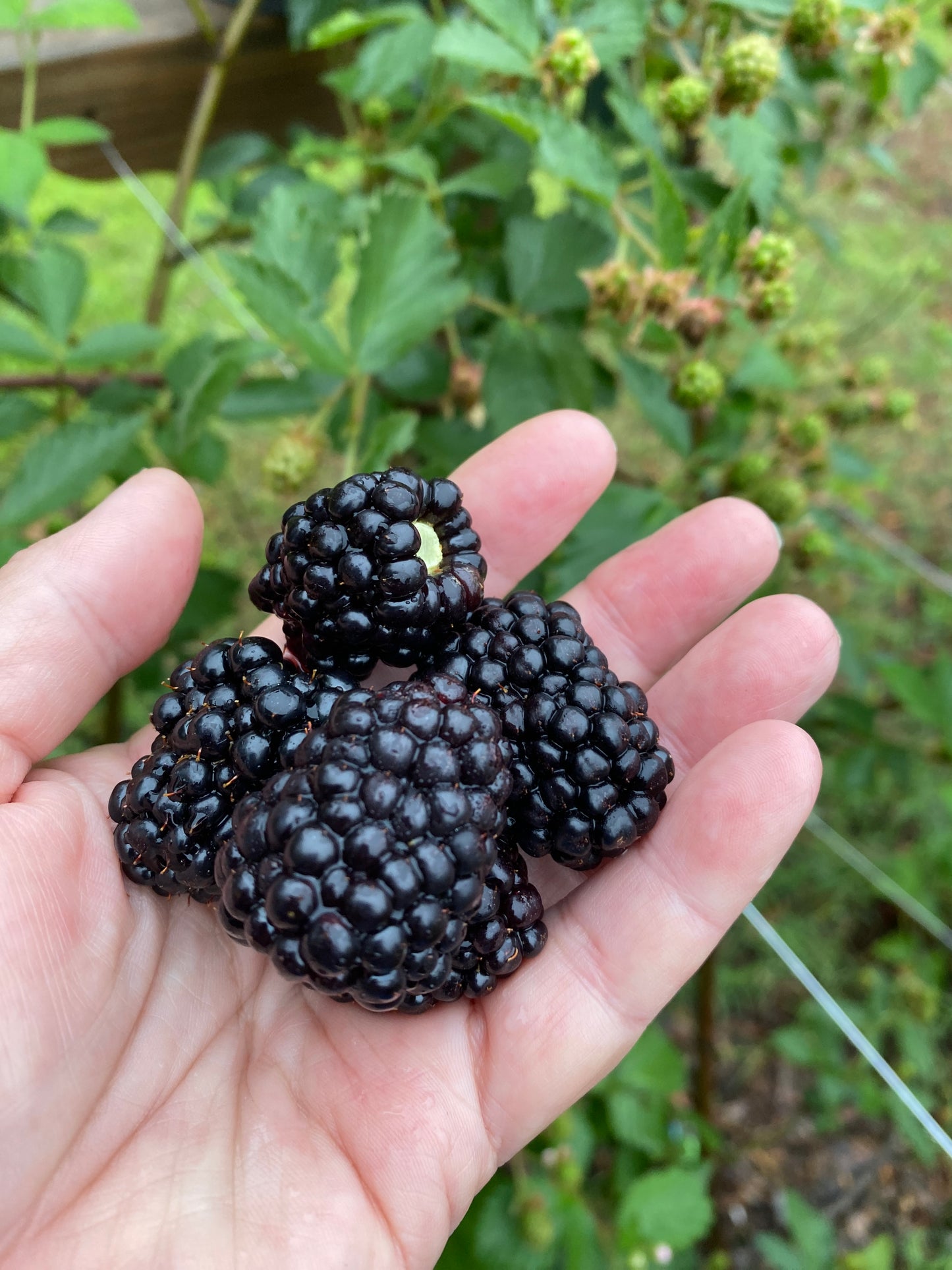 Blackberry Jam - Low Sugar Half Pint Jar