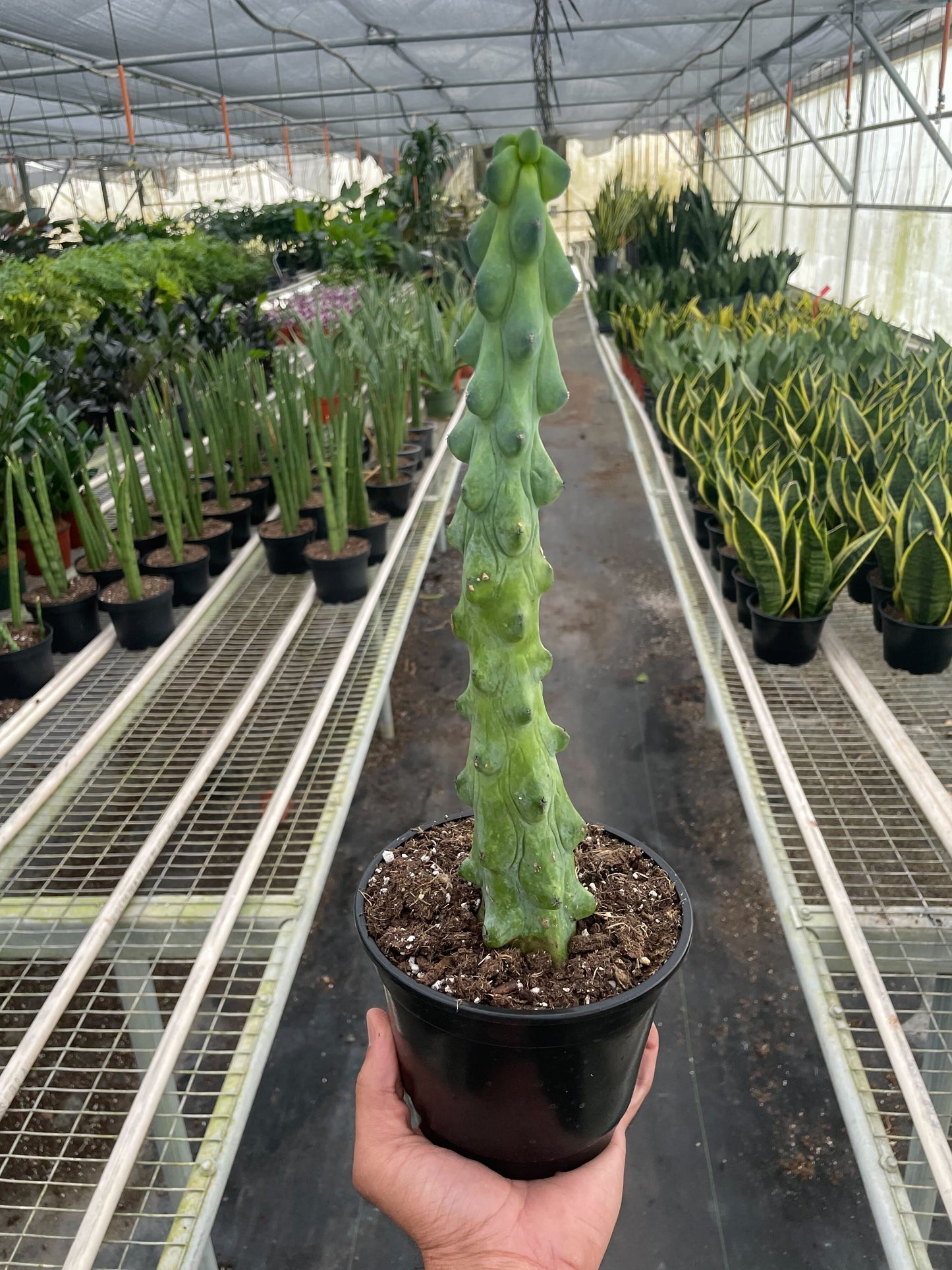 Boobie Cactus 3 Sizes Available Live Plant