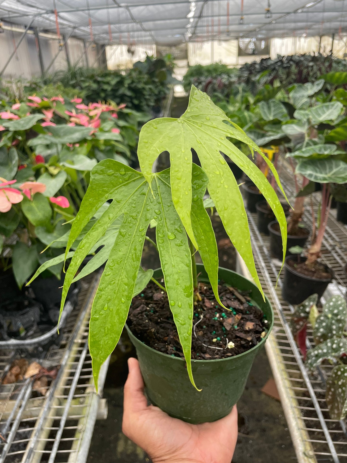 Anthurium Fingers Live Plant