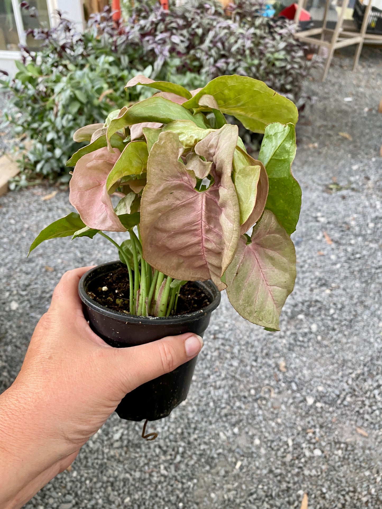 Syngonium Strawberry Arrowhead Plant 4" Pot Live Plant