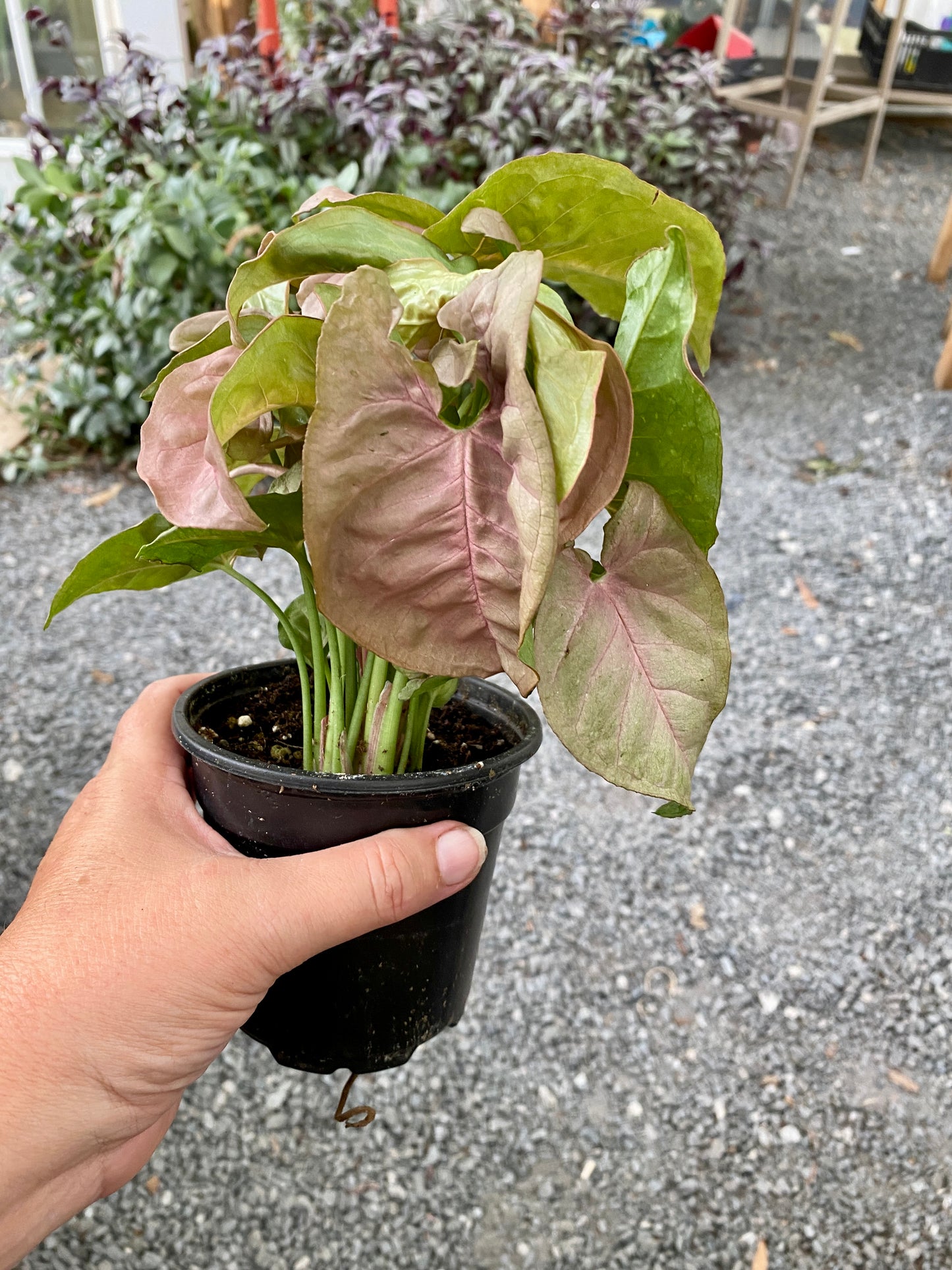 Syngonium Strawberry Arrowhead Plant 4" Pot Live Plant