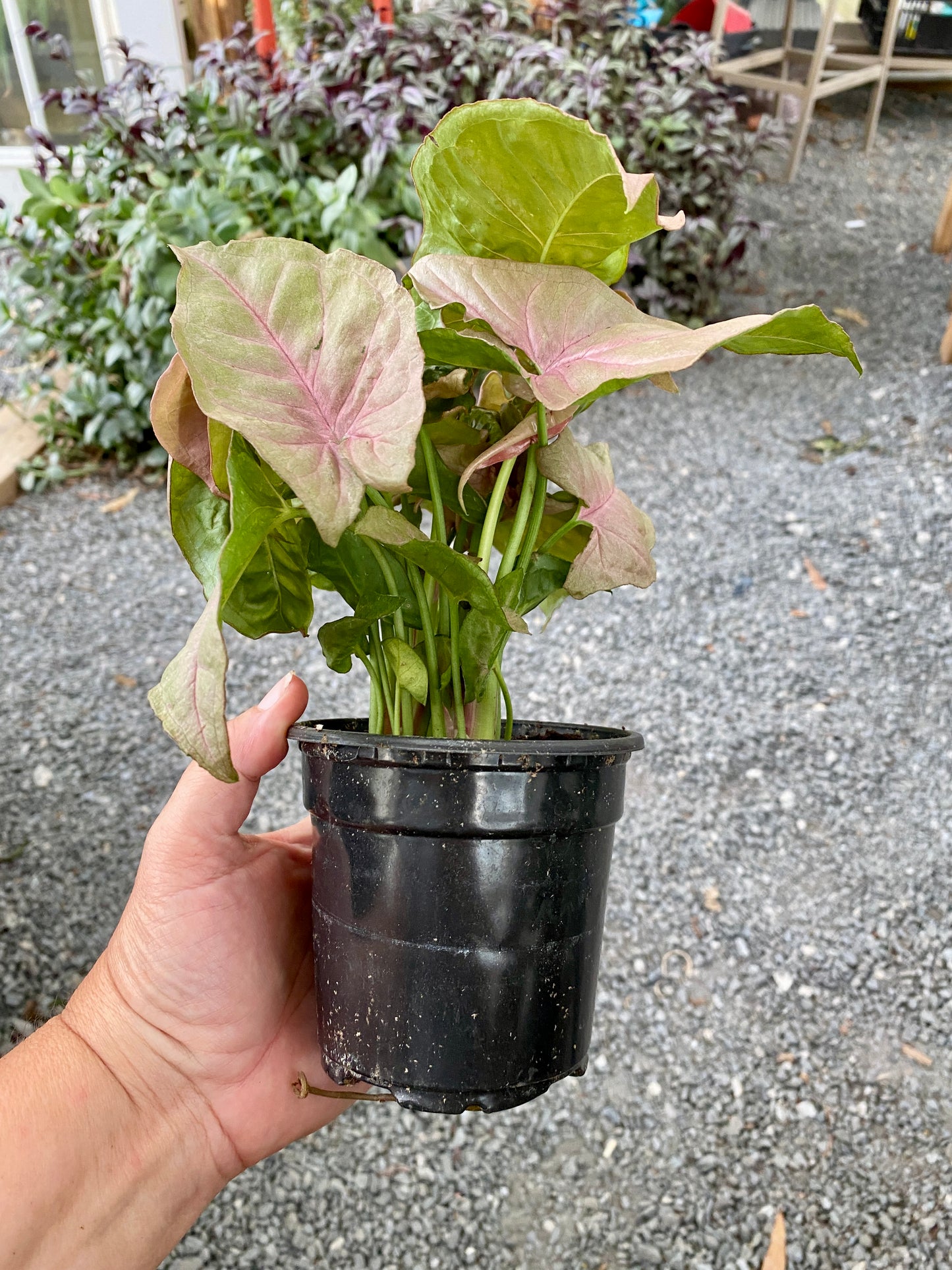 Syngonium Strawberry Arrowhead Plant 4" Pot Live Plant