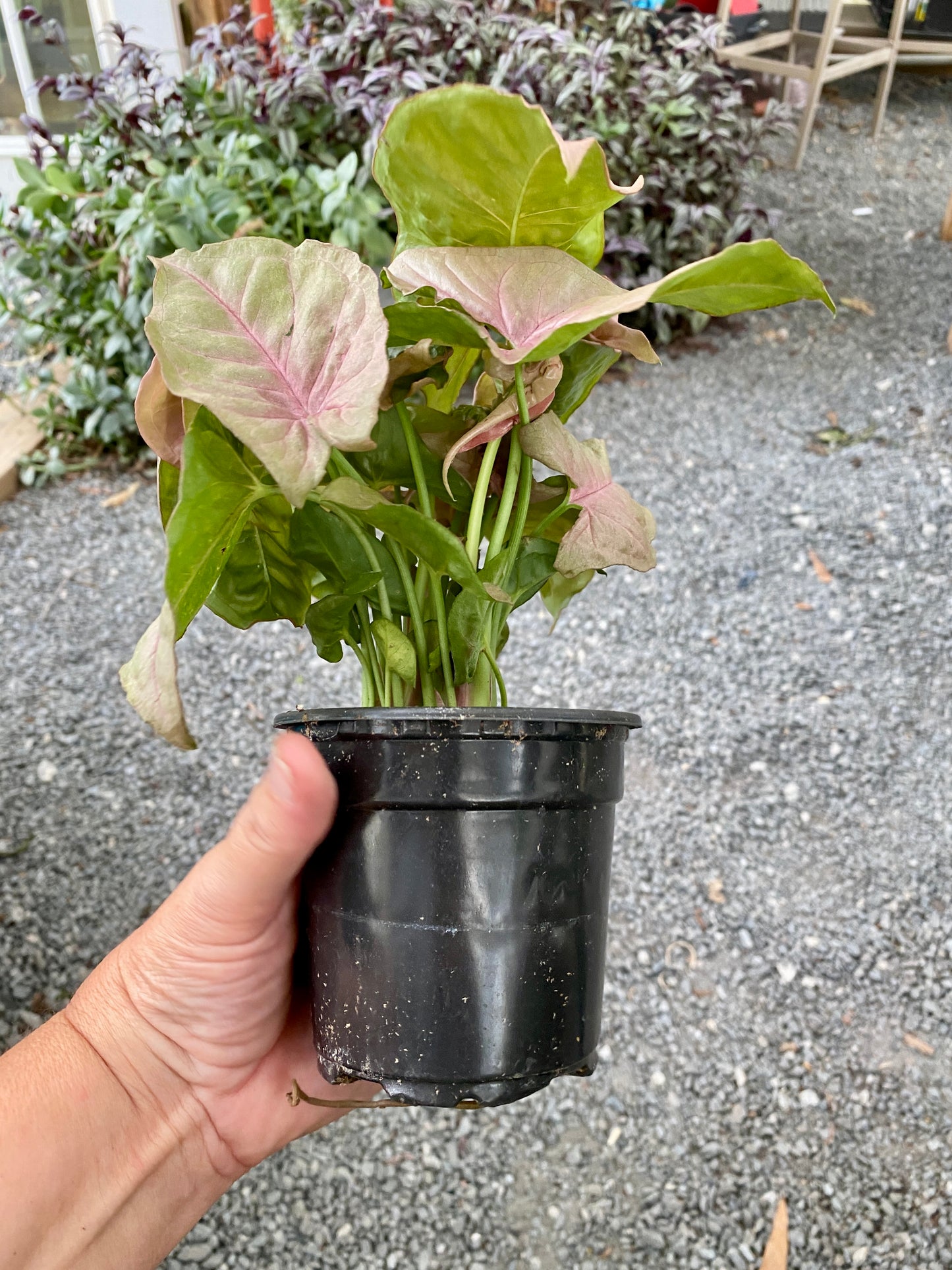 Syngonium Strawberry Arrowhead Plant 4" Pot Live Plant