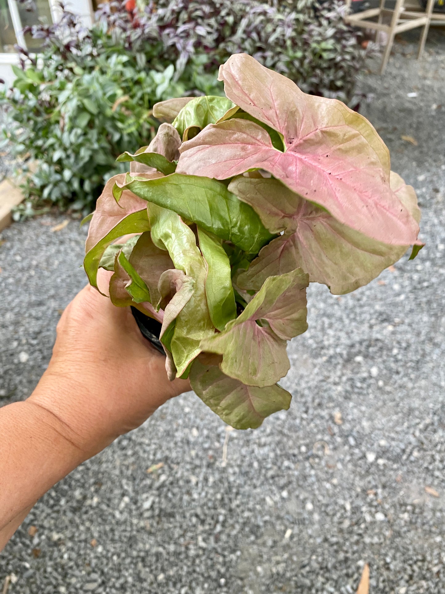 Syngonium Strawberry Arrowhead Plant 4" Pot Live Plant