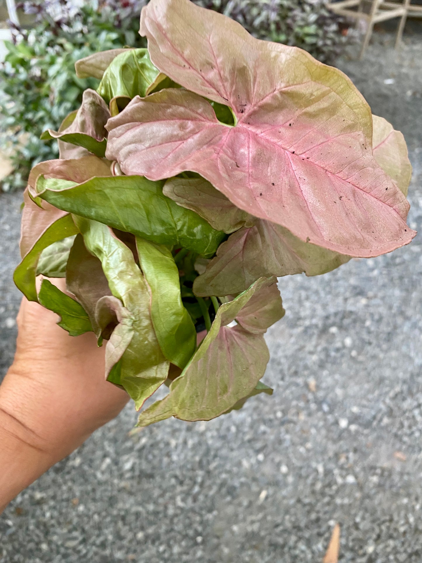 Syngonium Strawberry Arrowhead Plant 4" Pot Live Plant