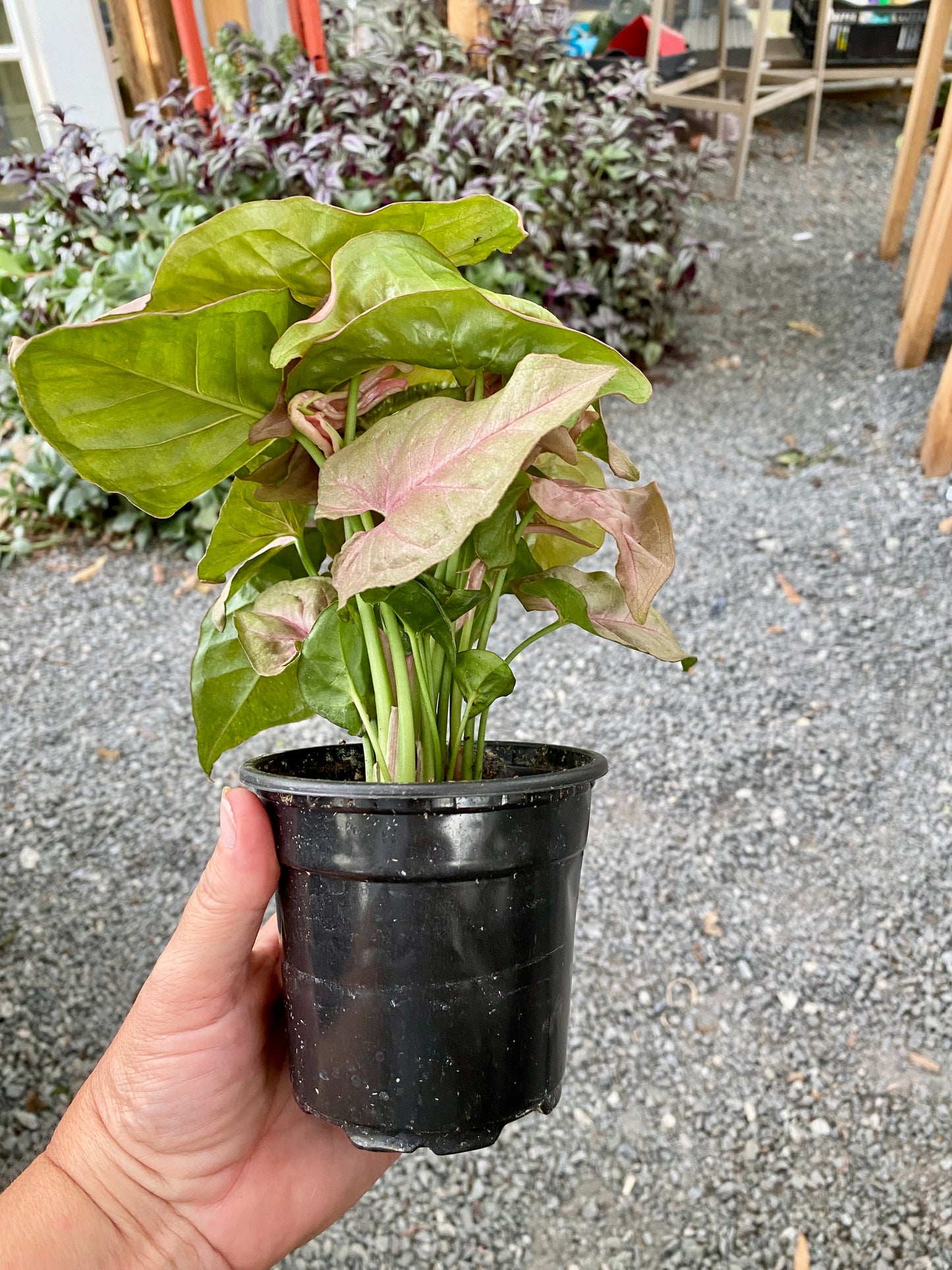 Syngonium Strawberry Arrowhead Plant 4" Pot Live Plant