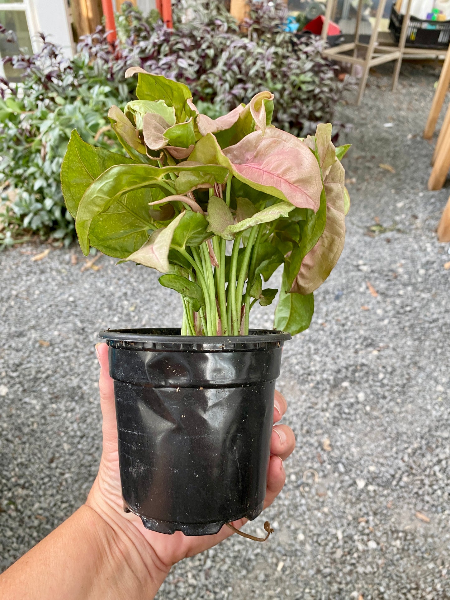 Syngonium Strawberry Arrowhead Plant 4" Pot Live Plant