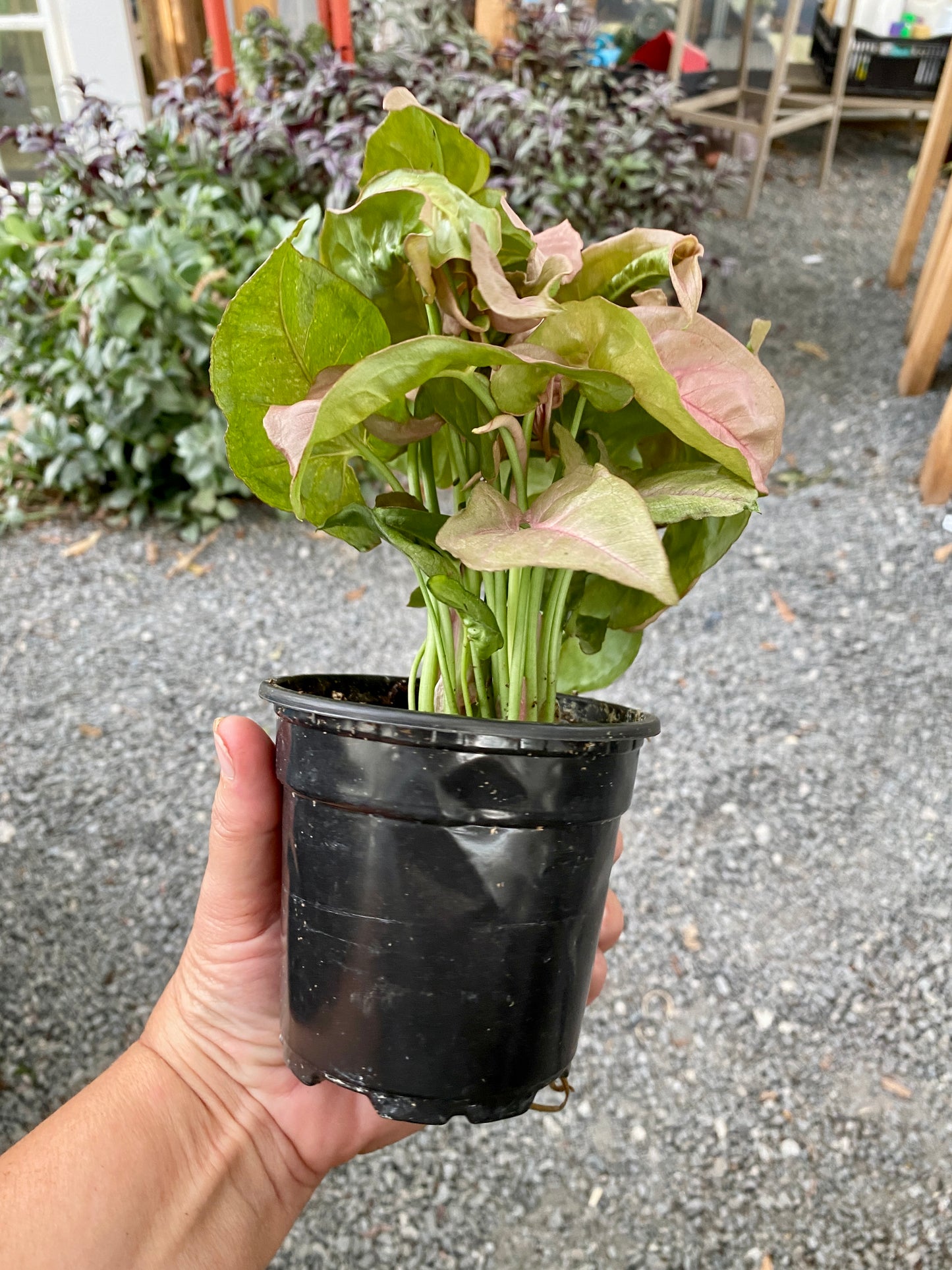 Syngonium Strawberry Arrowhead Plant 4" Pot Live Plant