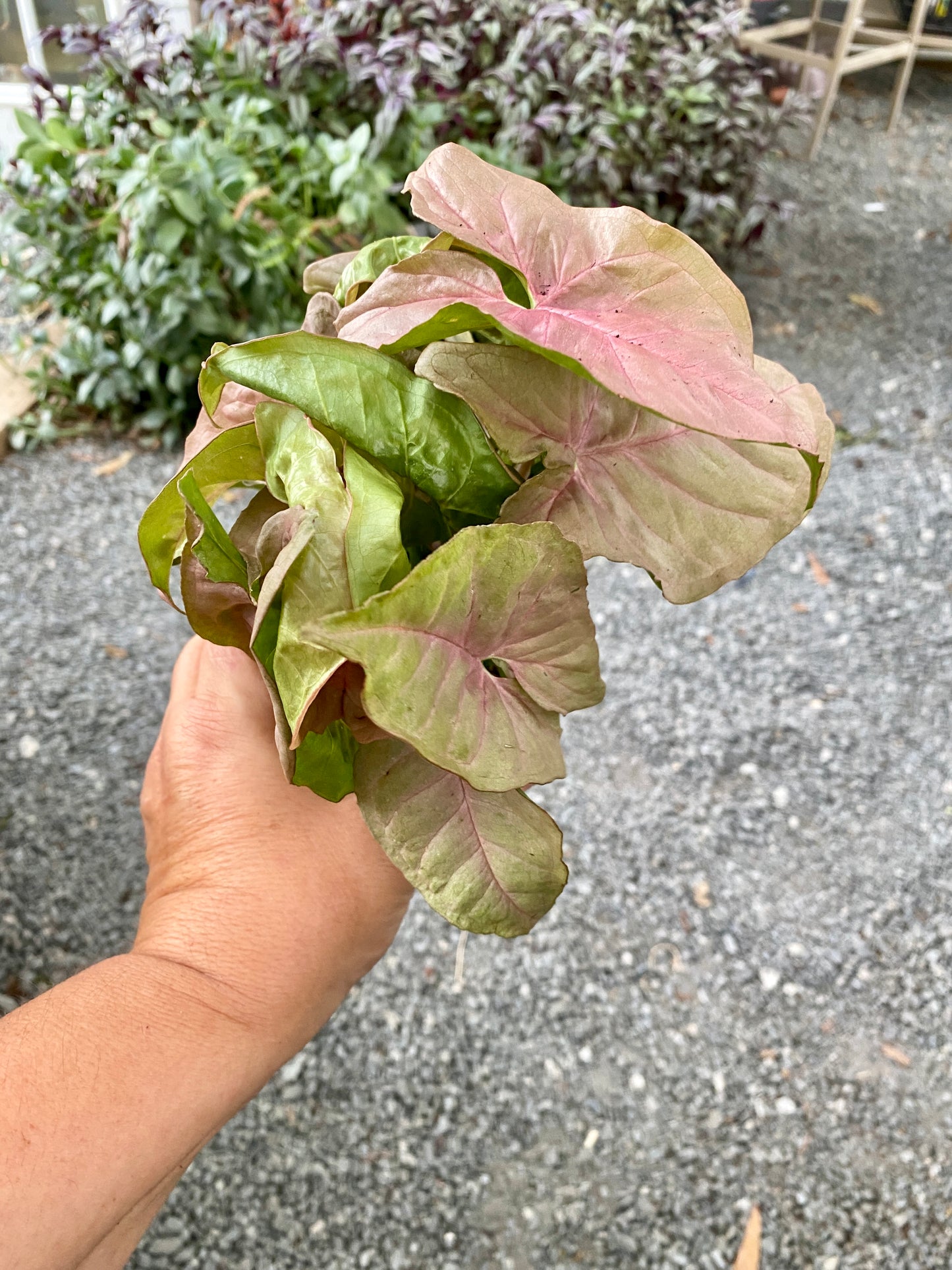 Syngonium Strawberry Arrowhead Plant 4" Pot Live Plant