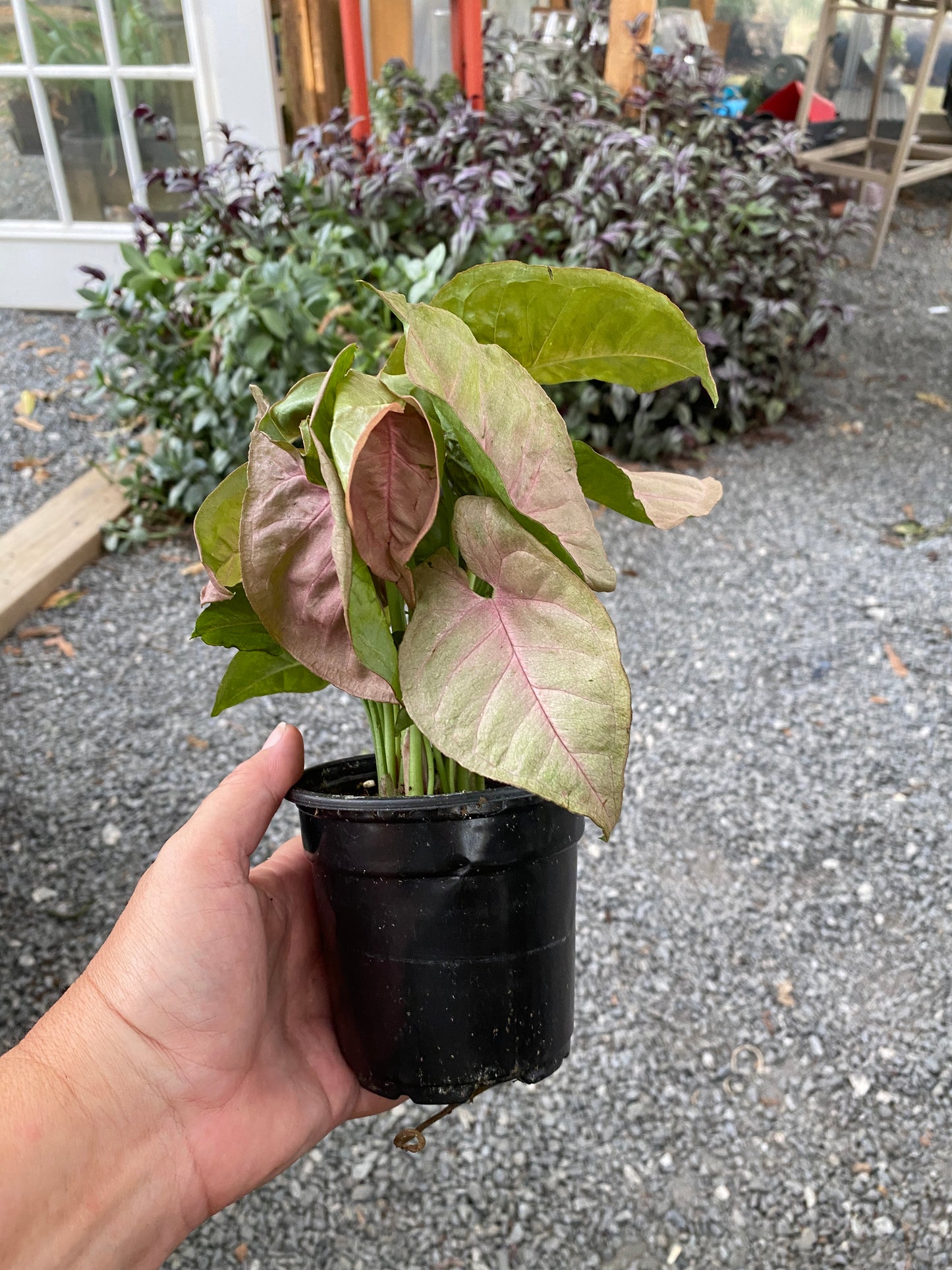 Syngonium Strawberry Arrowhead Plant 4" Pot Live Plant