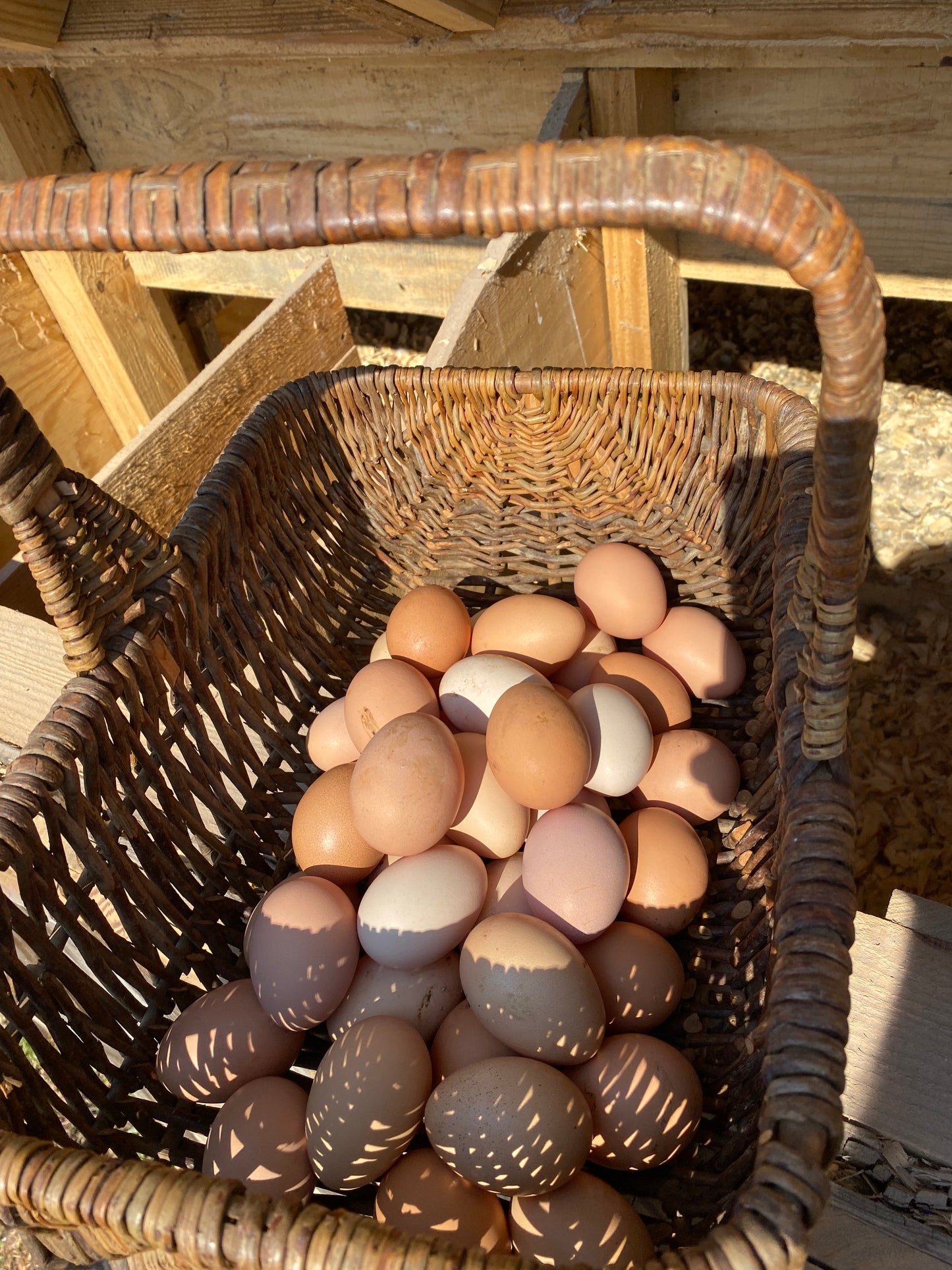 Free Range Eggs 1 dozen