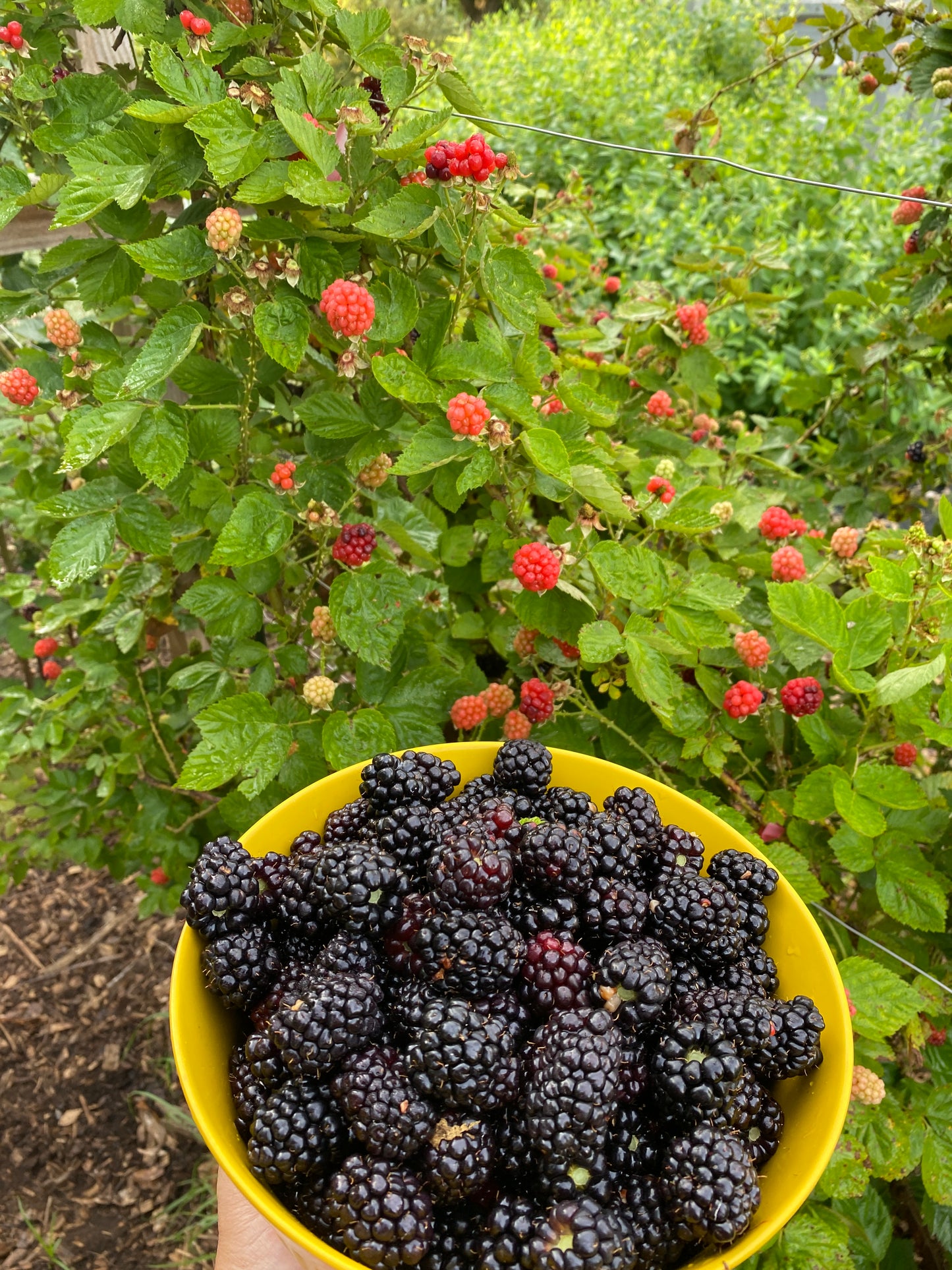 Blackberry Jam - Low Sugar Half Pint Jar