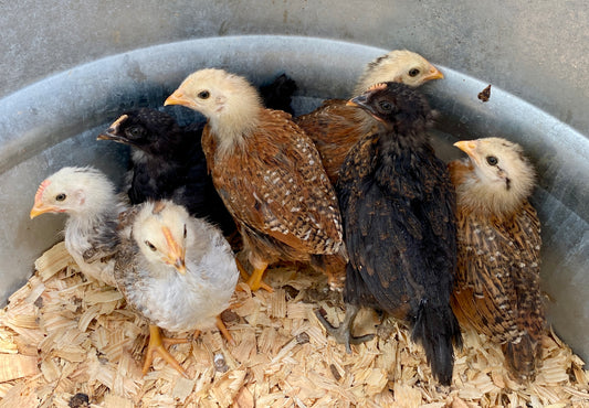 Baby Chicks - Barn Yard Mix