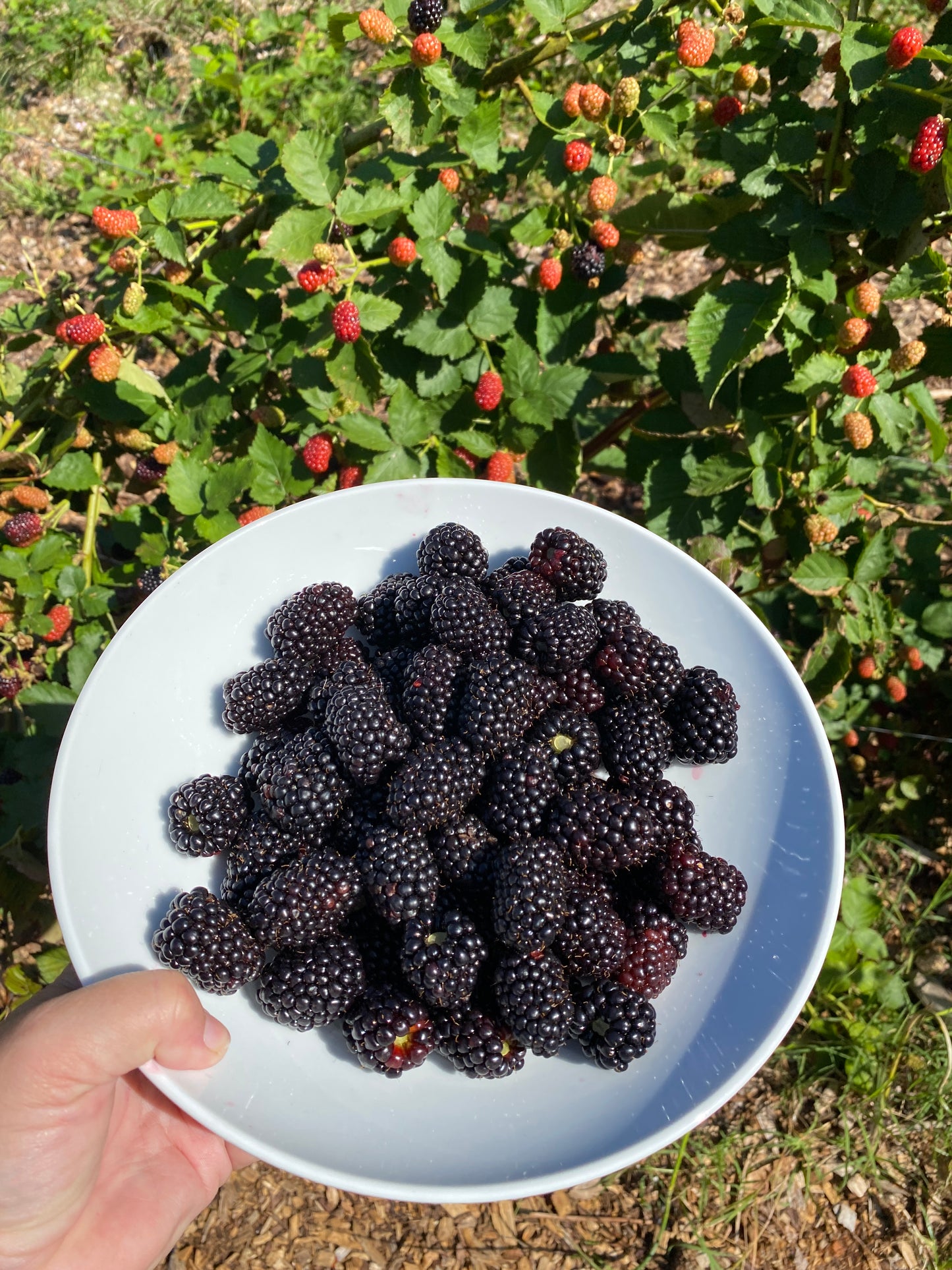 Blackberry Plants 3 Gallon Pot