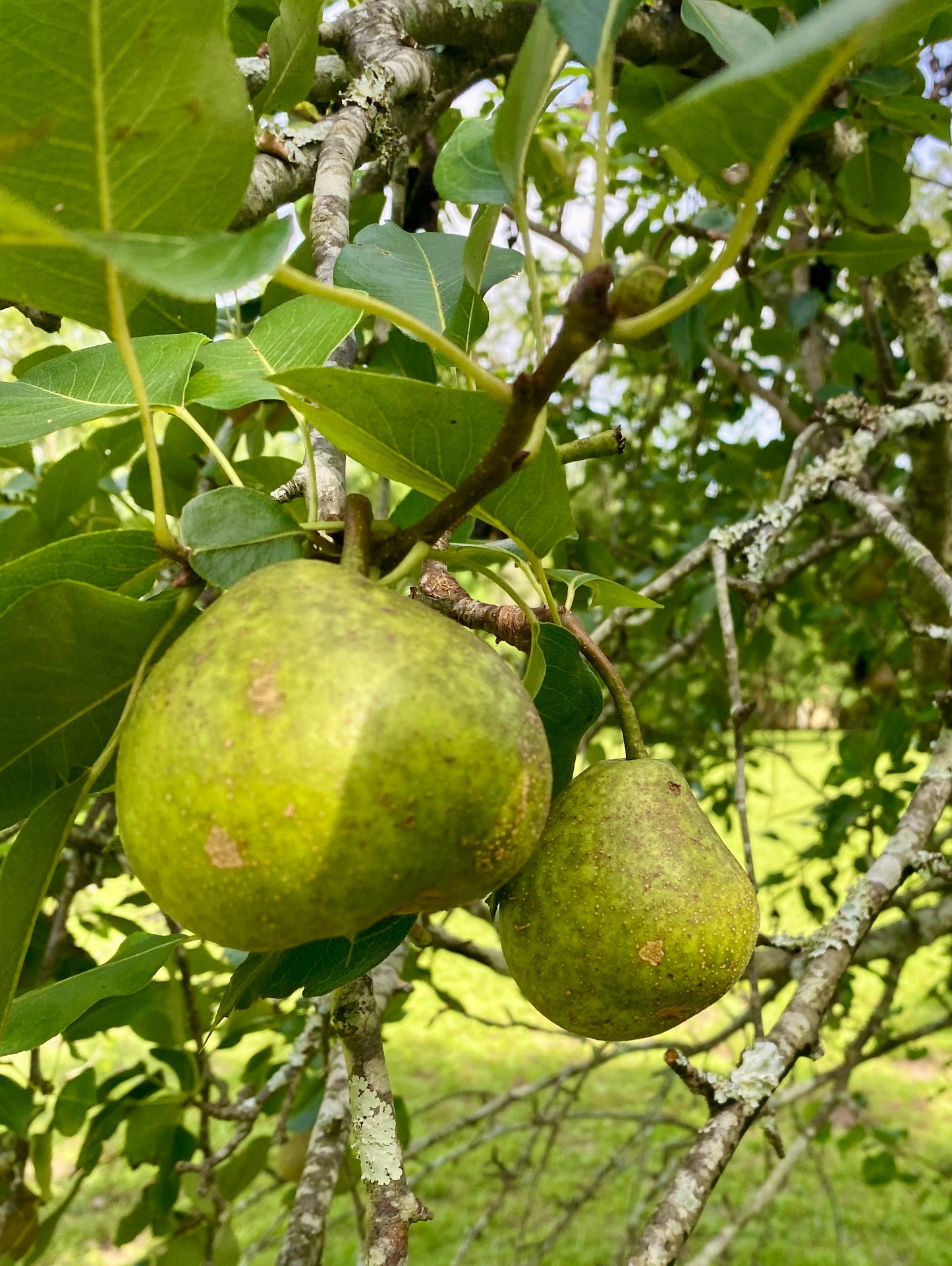 Pear Preserves - Low Sugar Half Pint Jar