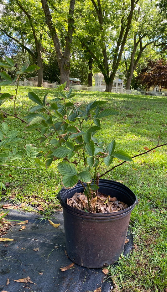 Blackberry Plants 3 Gallon Pot