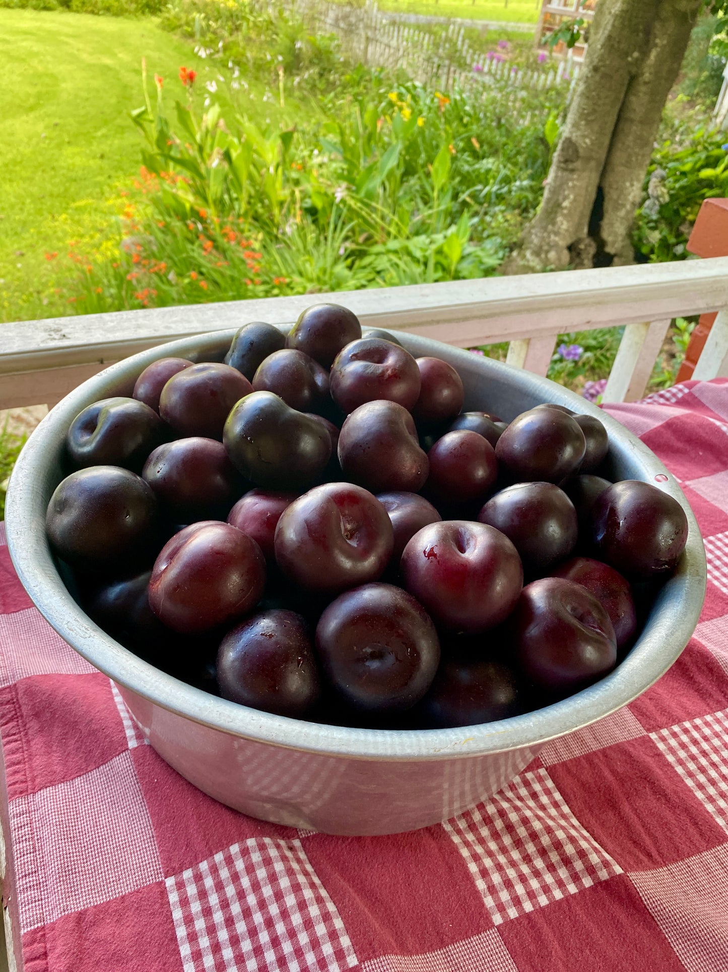 Plum Jam - Low Sugar Half Pint Jar
