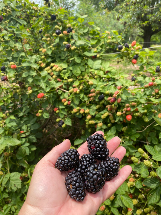 Fresh Blackberries Quart Bag