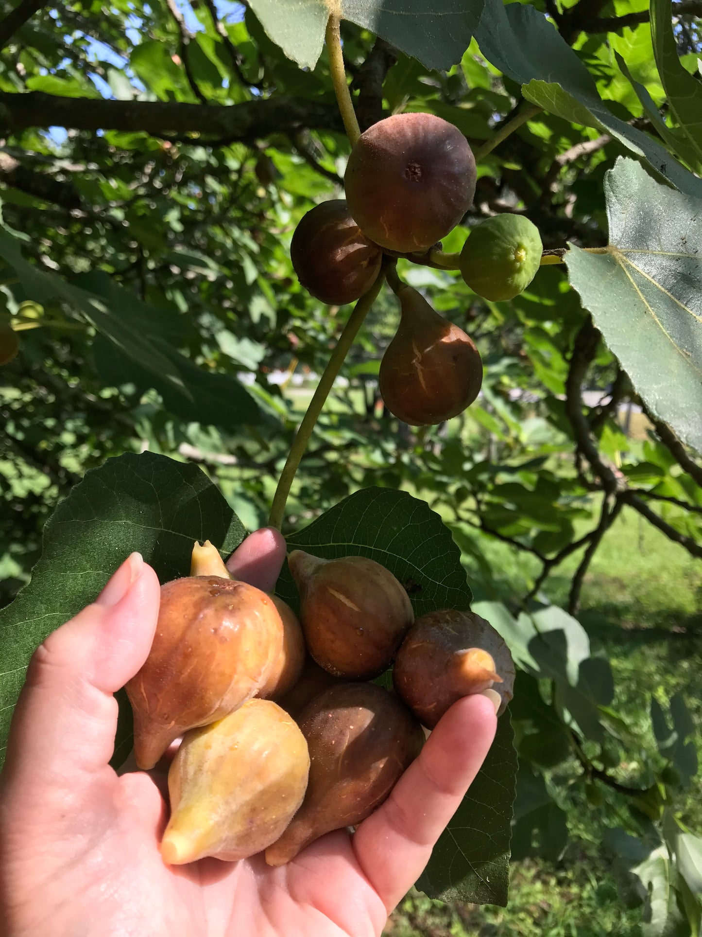 Fig Preserves - Low Sugar Half Pint Jar