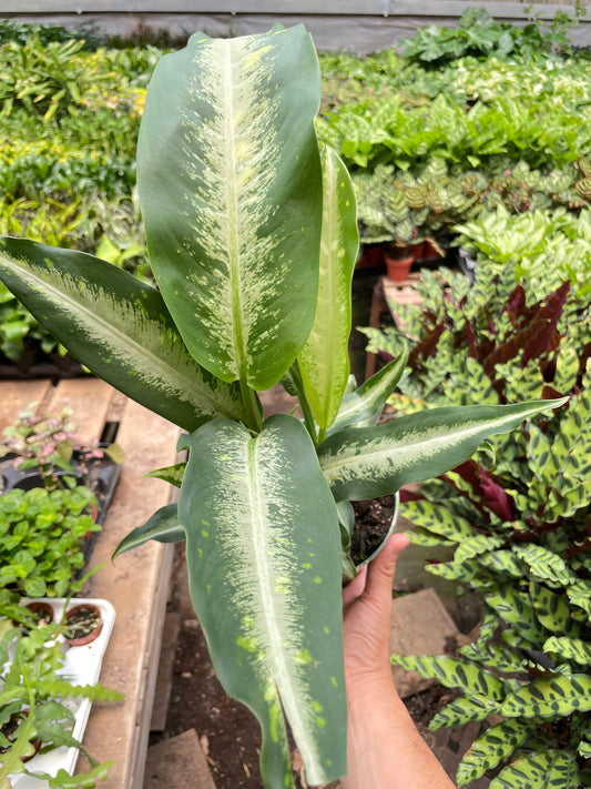 Dieffenbachia Panther Dumb Cane 6" Pot Live Plant