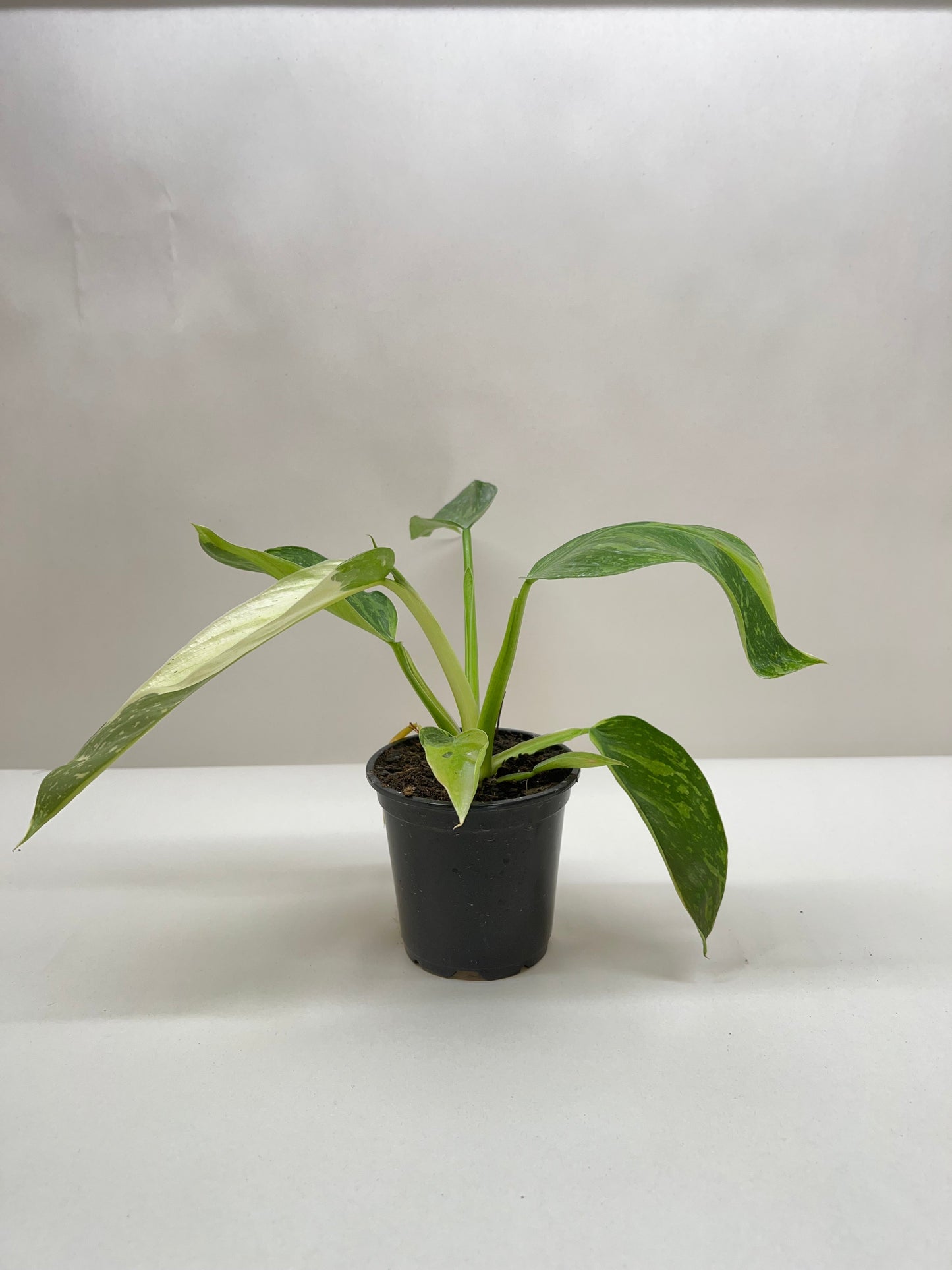 Philodendron Jose Buono Variegated 4' Pot Live Plant