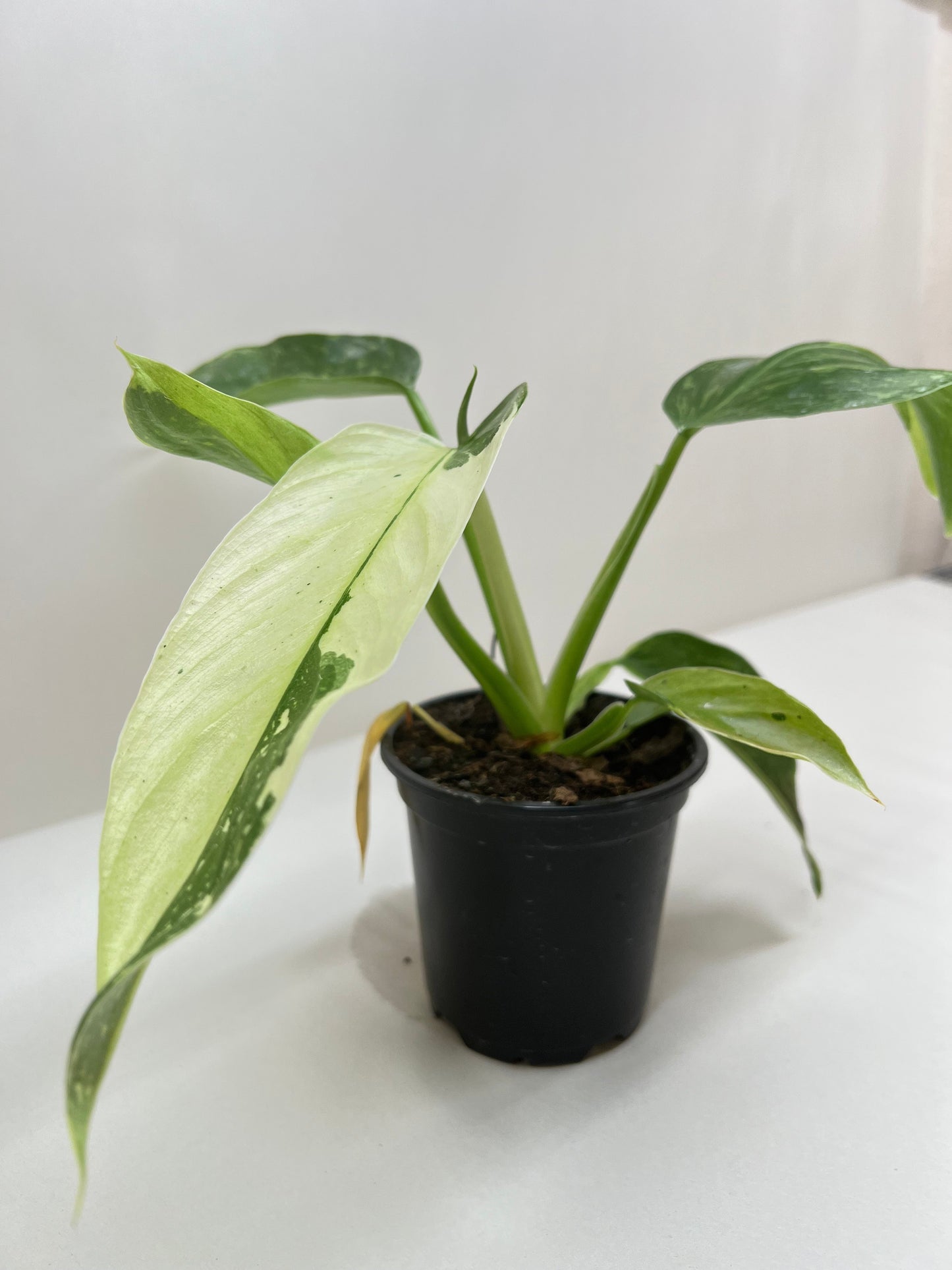 Philodendron Jose Buono Variegated 4' Pot Live Plant