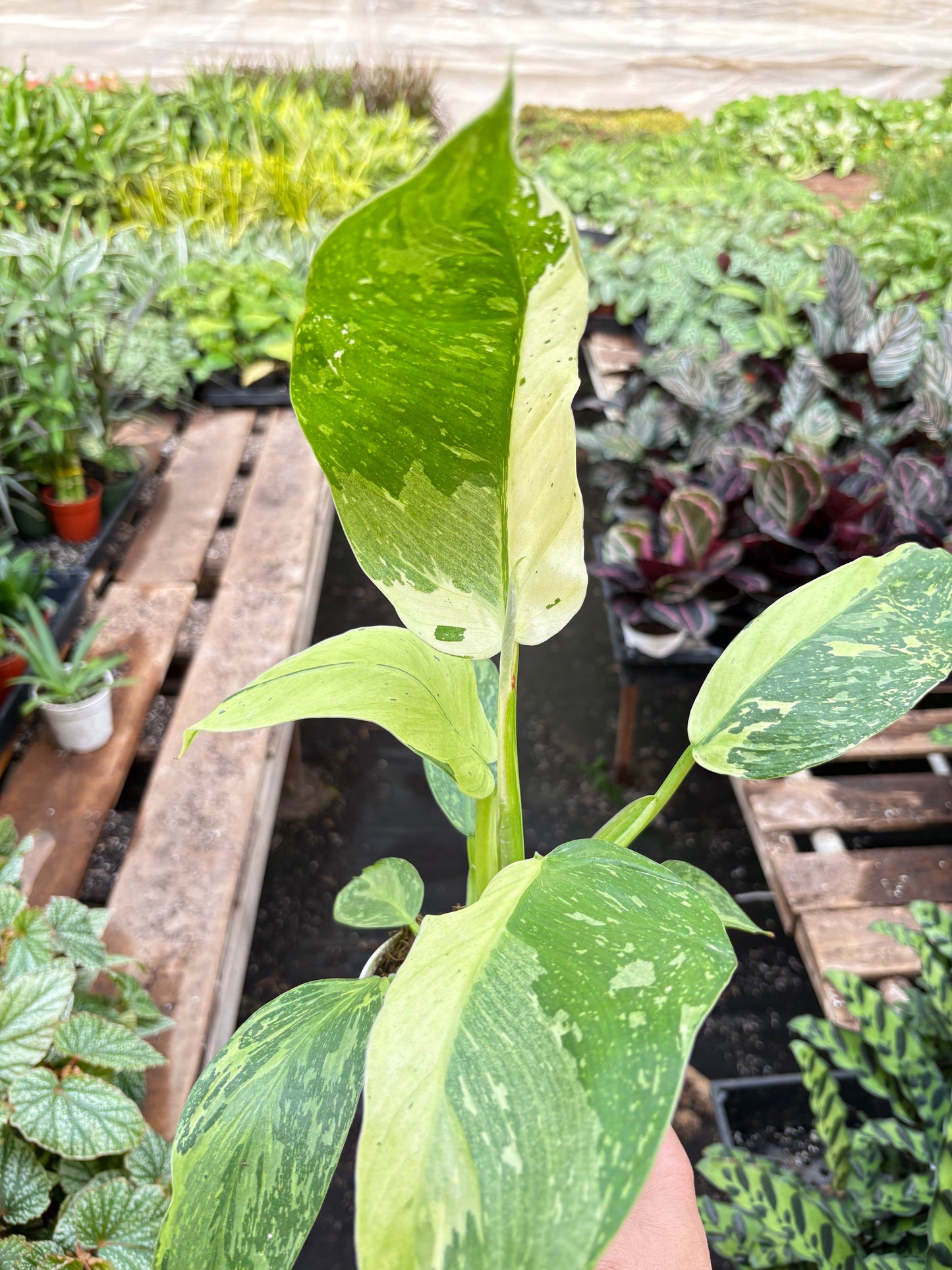 Philodendron Jose Buono Variegated 4' Pot Live Plant