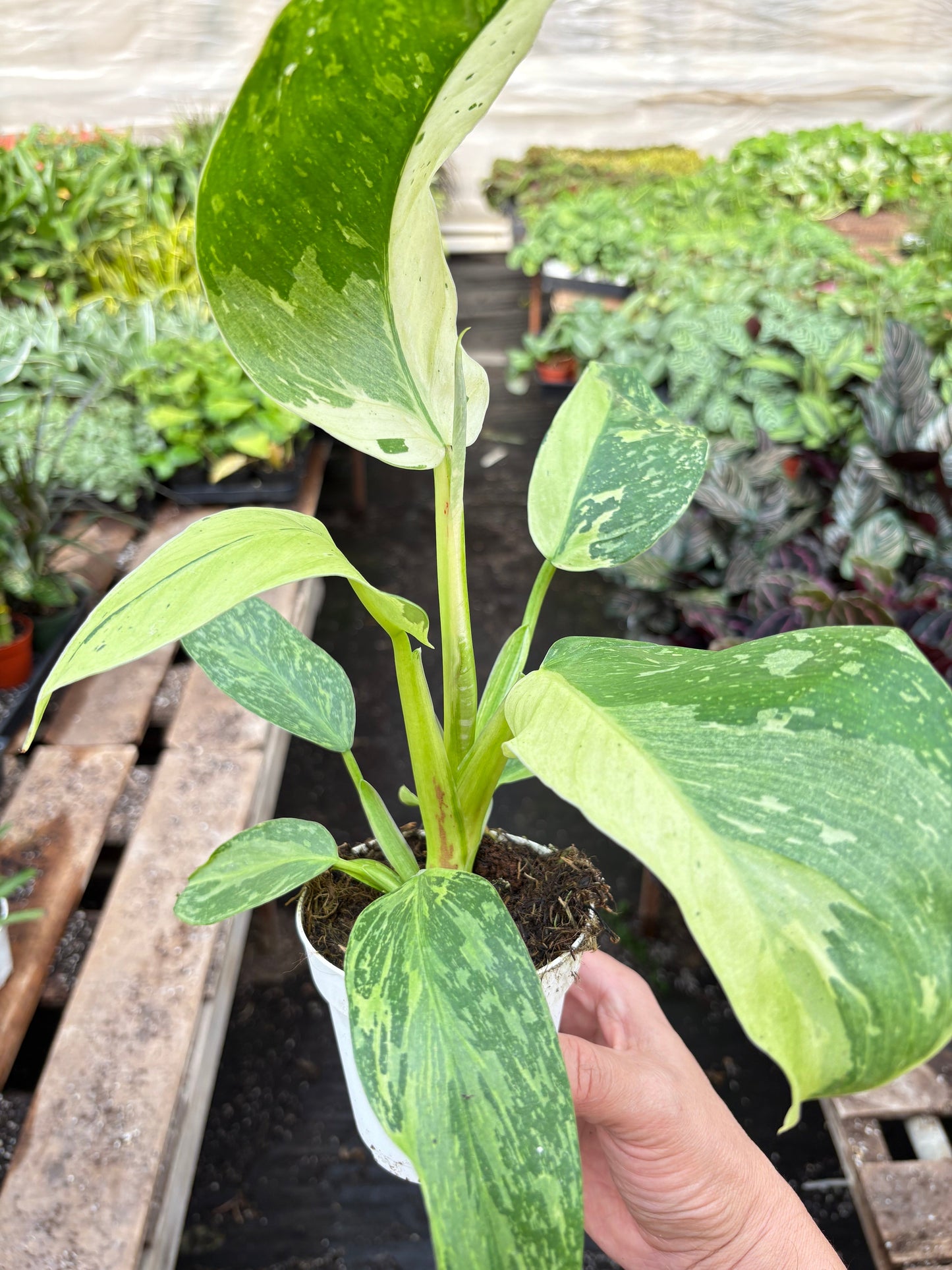 Philodendron Jose Buono Variegated 4' Pot Live Plant