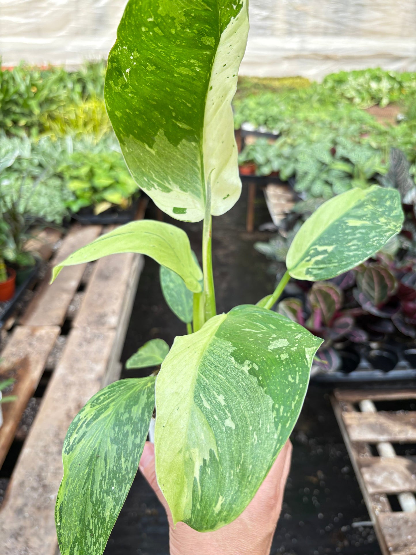 Philodendron Jose Buono Variegated 4' Pot Live Plant