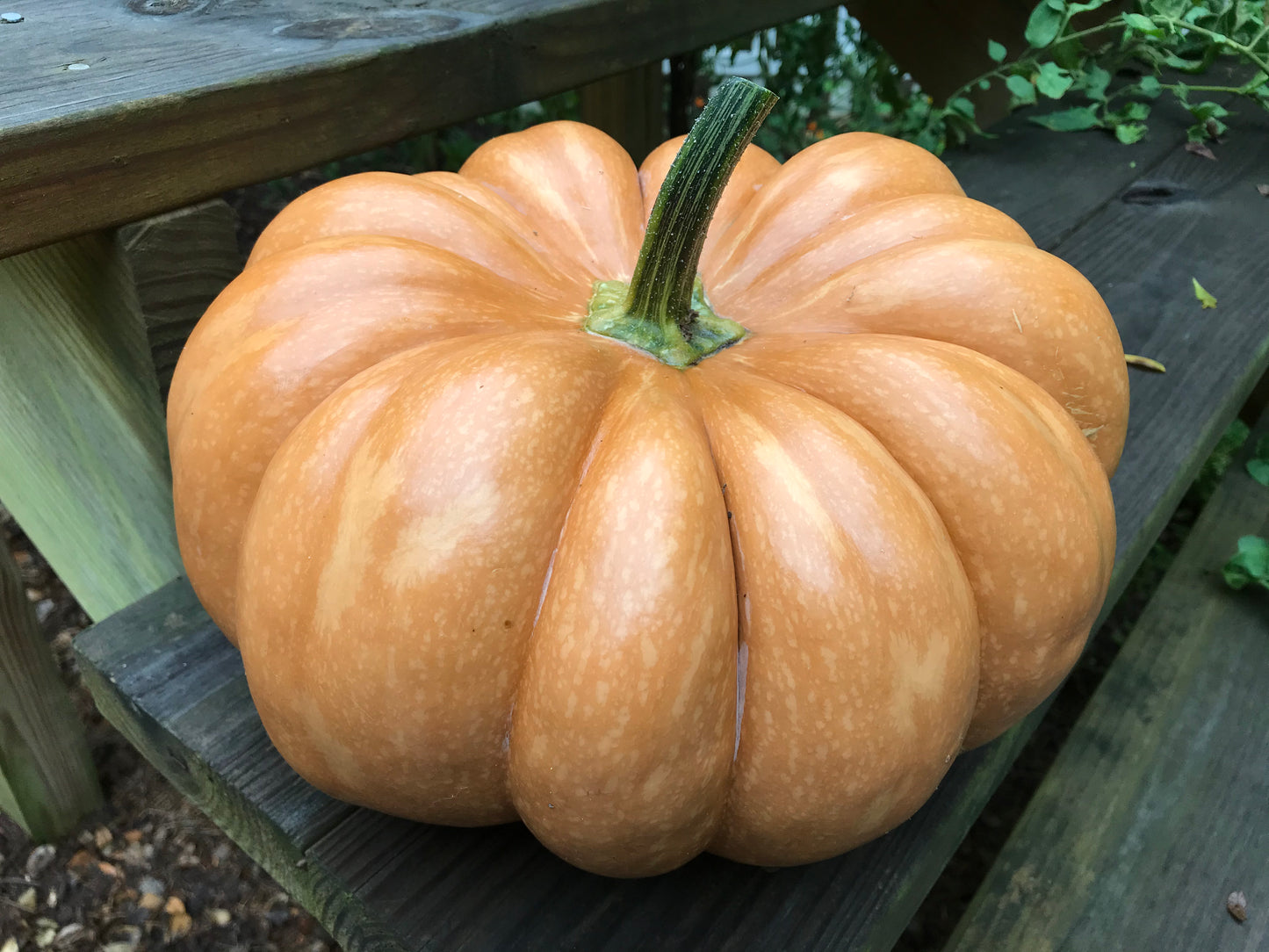 Pumpkin Musquee De Provence Cucurbita Moschata Open Pollinated Heirloom 20 Seeds