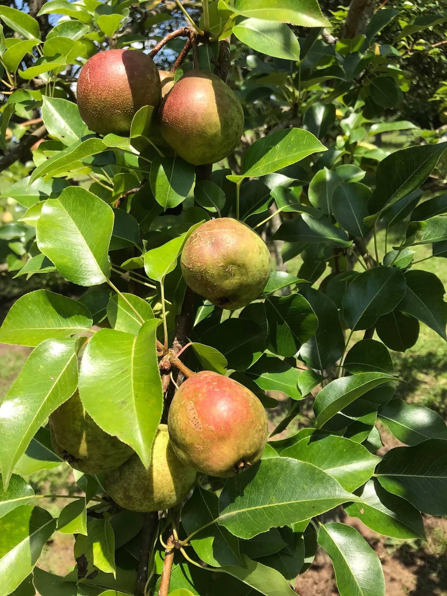 Pear Preserves - Low Sugar Half Pint Jar