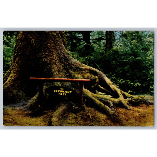 Mill Valley CA California Redwood Highway The Elephant Tree Chrome Postcard Zans