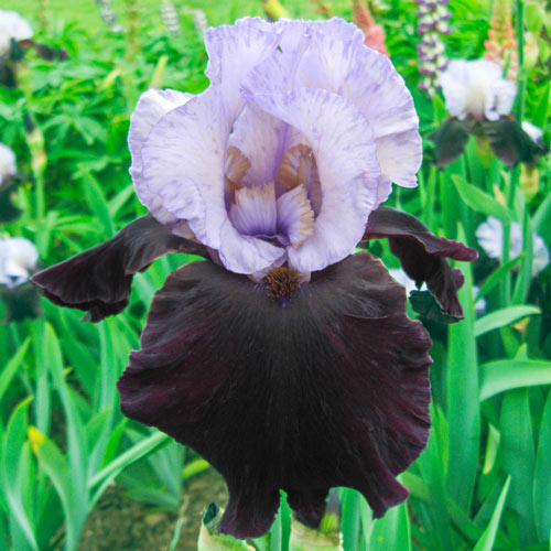 Iris Bearded Better Together Iris Germanica #1 Size Rhizome