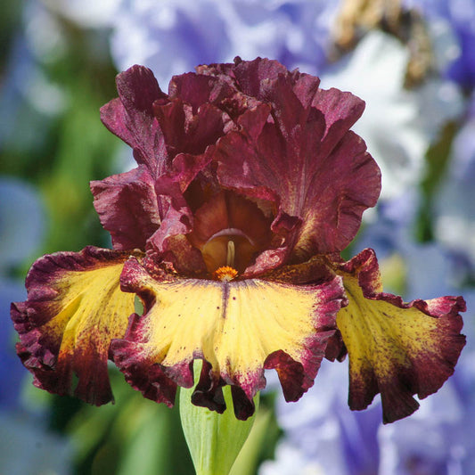 Iris Bearded Blood Moon Germanica Iris Size #1 Rhizome