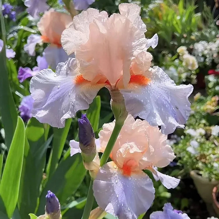 Iris Bearded French Cancan Reblooming Germanica Iris #1 Size Rhizome