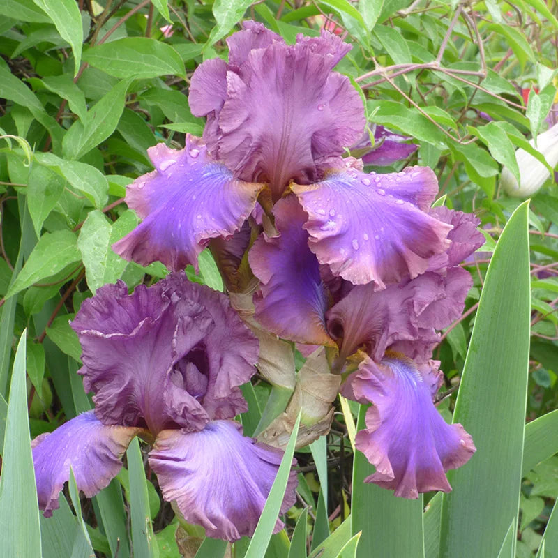 Iris Bearded Cantina Reblooming Germanica Iris #1 Size Rhizome