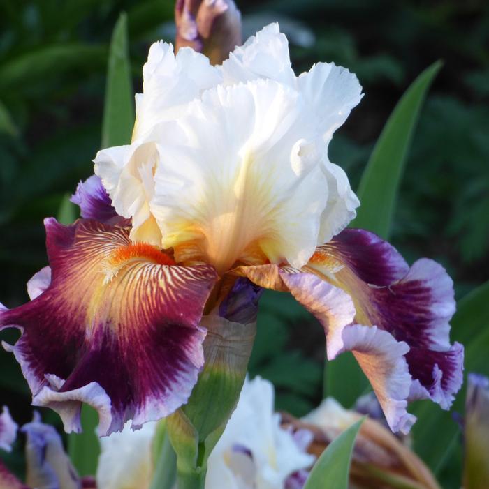 Iris German Tall Bearded Care To Dance Schreiner 2013 #1 Size Rhizome