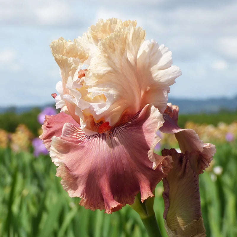 Iris Bearded Champagne and Strawberries Germanica Iris Size #1 Rhizome