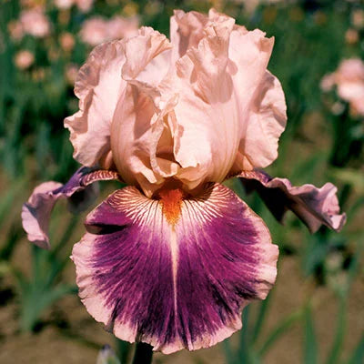 Iris Bearded Cherry Blossom Song Reblooming Germanica Iris #1 Size Rhizome