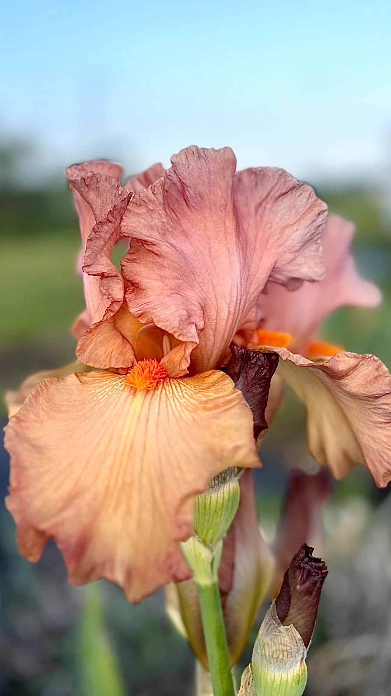 Iris Bearded Copper Classic Germanica Iris #1 Size Rhizome