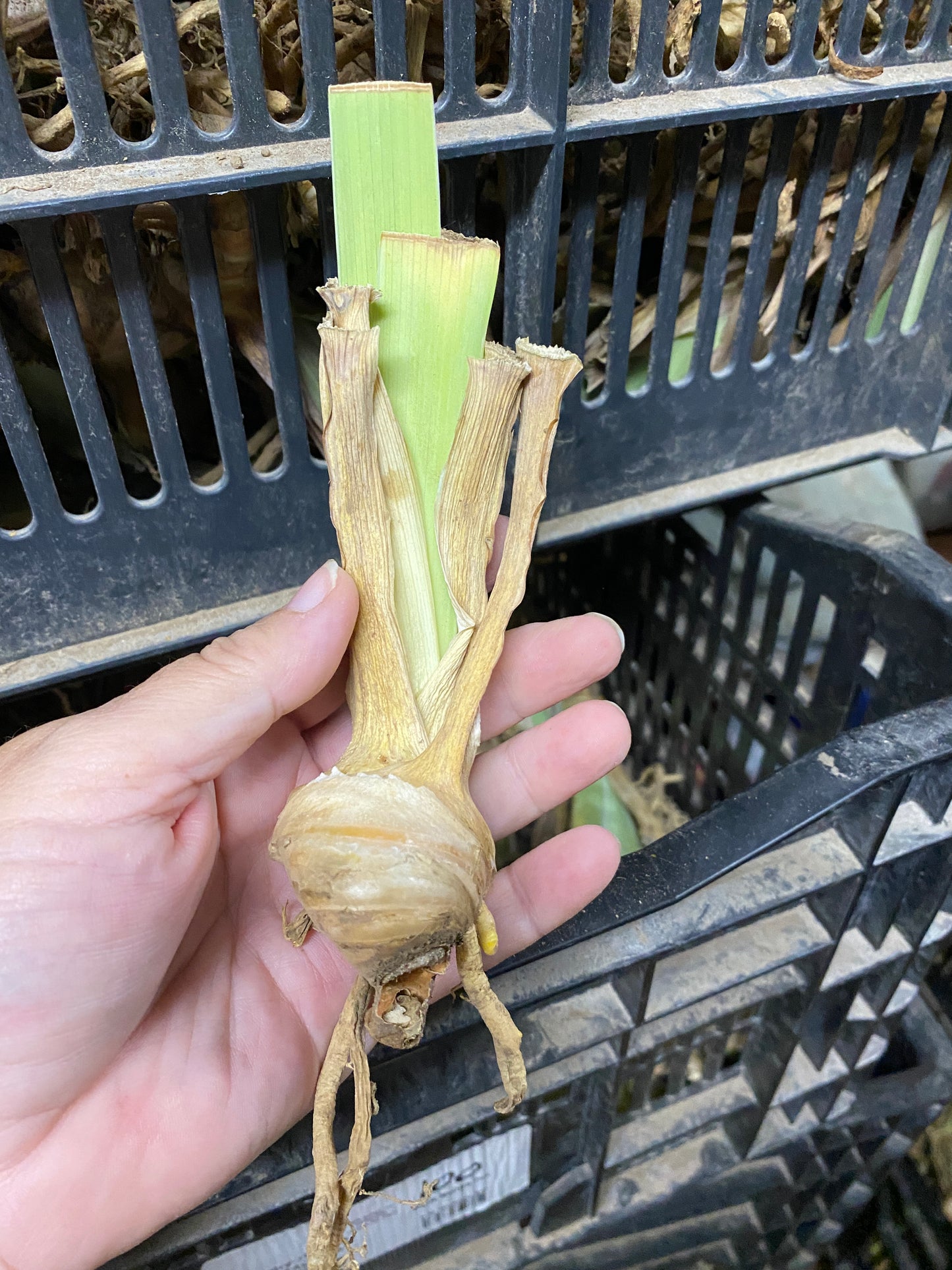 Iris Bearded Struck Twice Fragrant Reblooming Germanica Iris Size #1 Rhizome