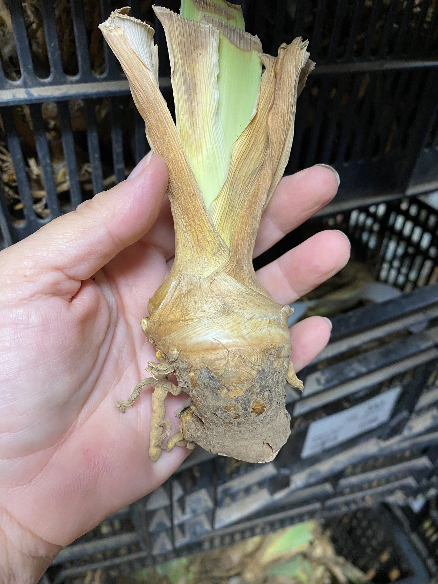 Iris Bearded Iris Grand Canyon Sunset Reblooming Germanica Schreiner #1 Size Rhizome