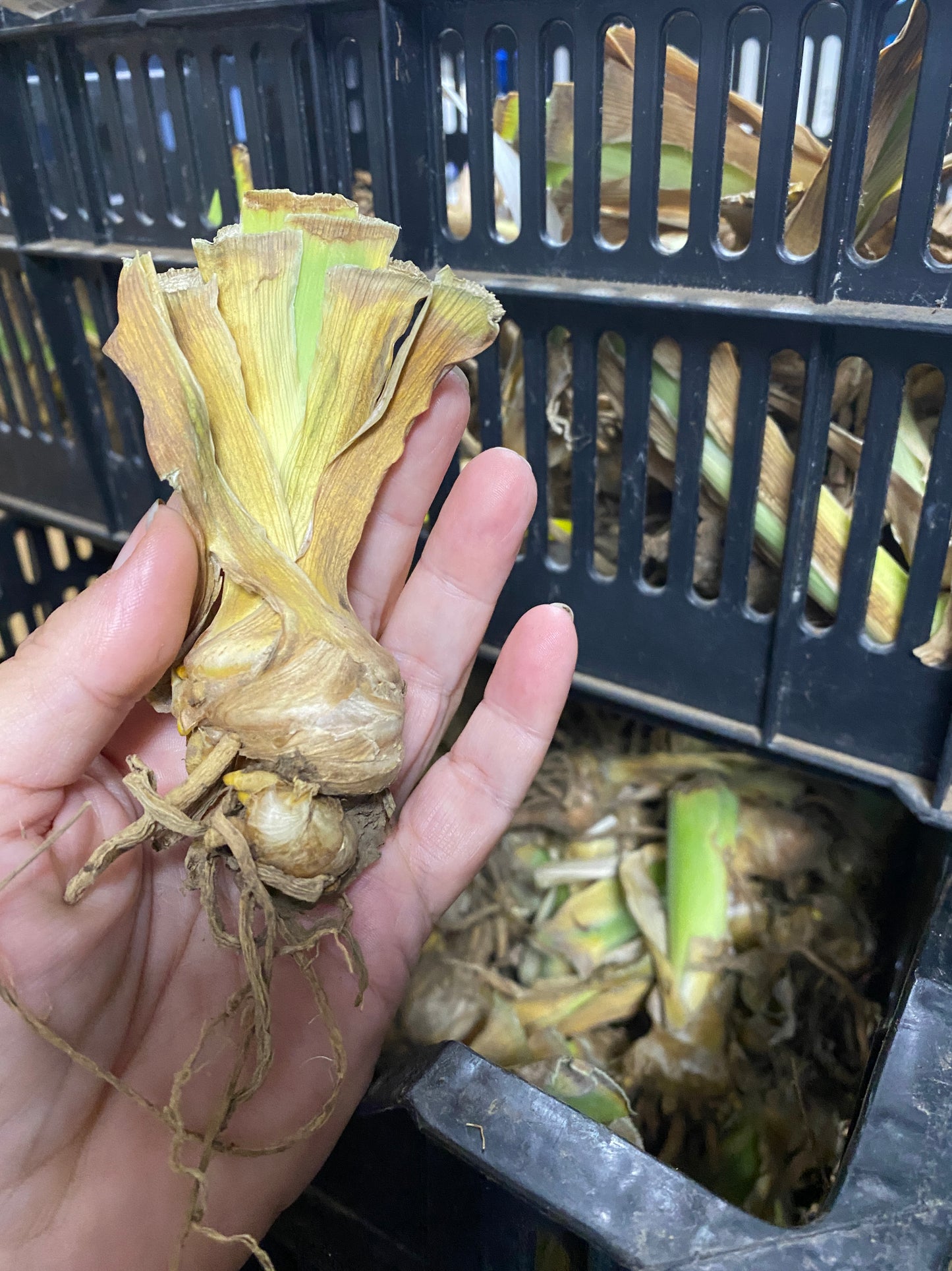 Iris Bearded Pagan Dance Fragrant Reblooming Geranica Barry Blyth 1989 #1 Size Rhizome