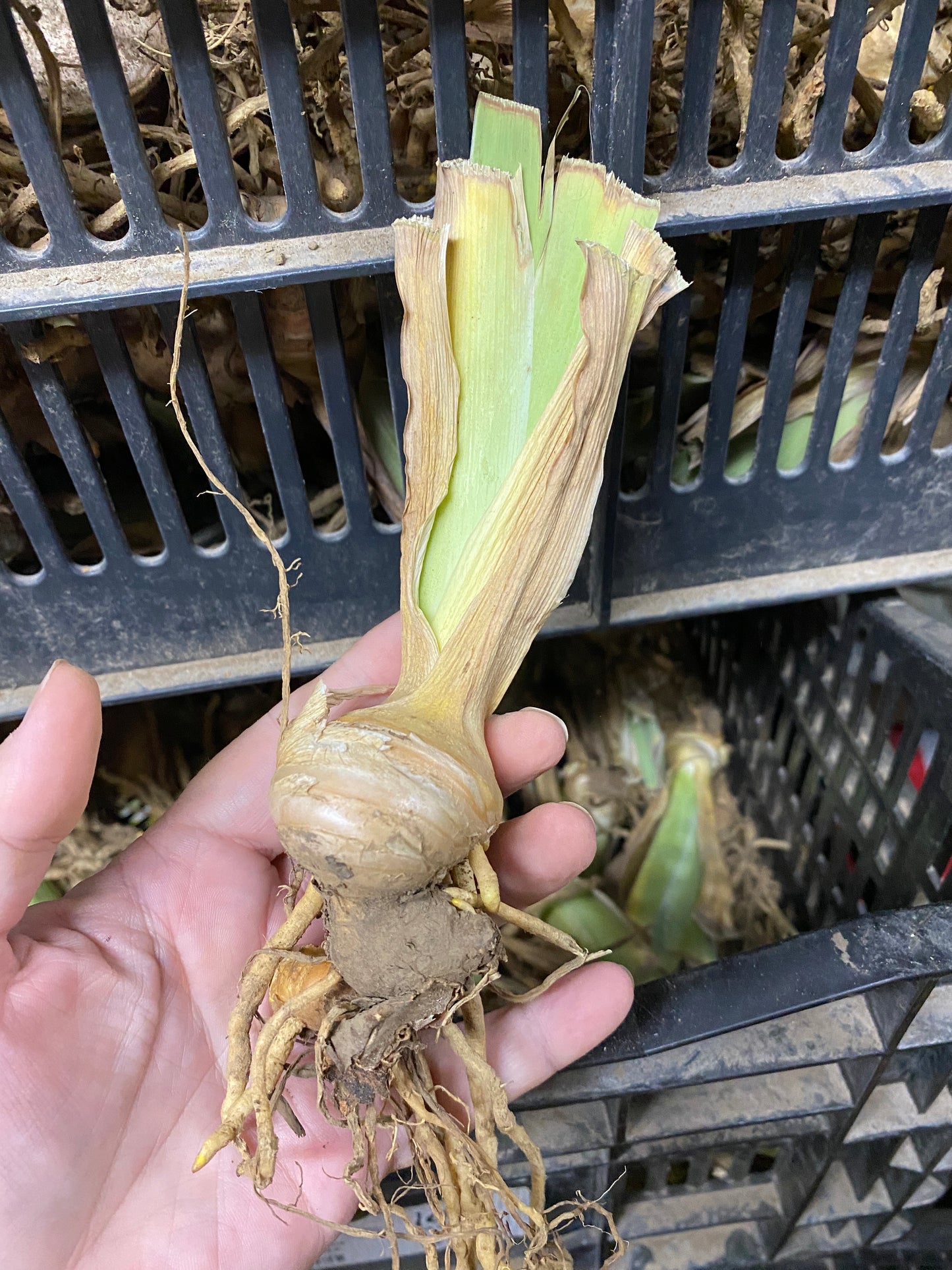 Iris Bearded French Cancan Reblooming Germanica Iris #1 Size Rhizome