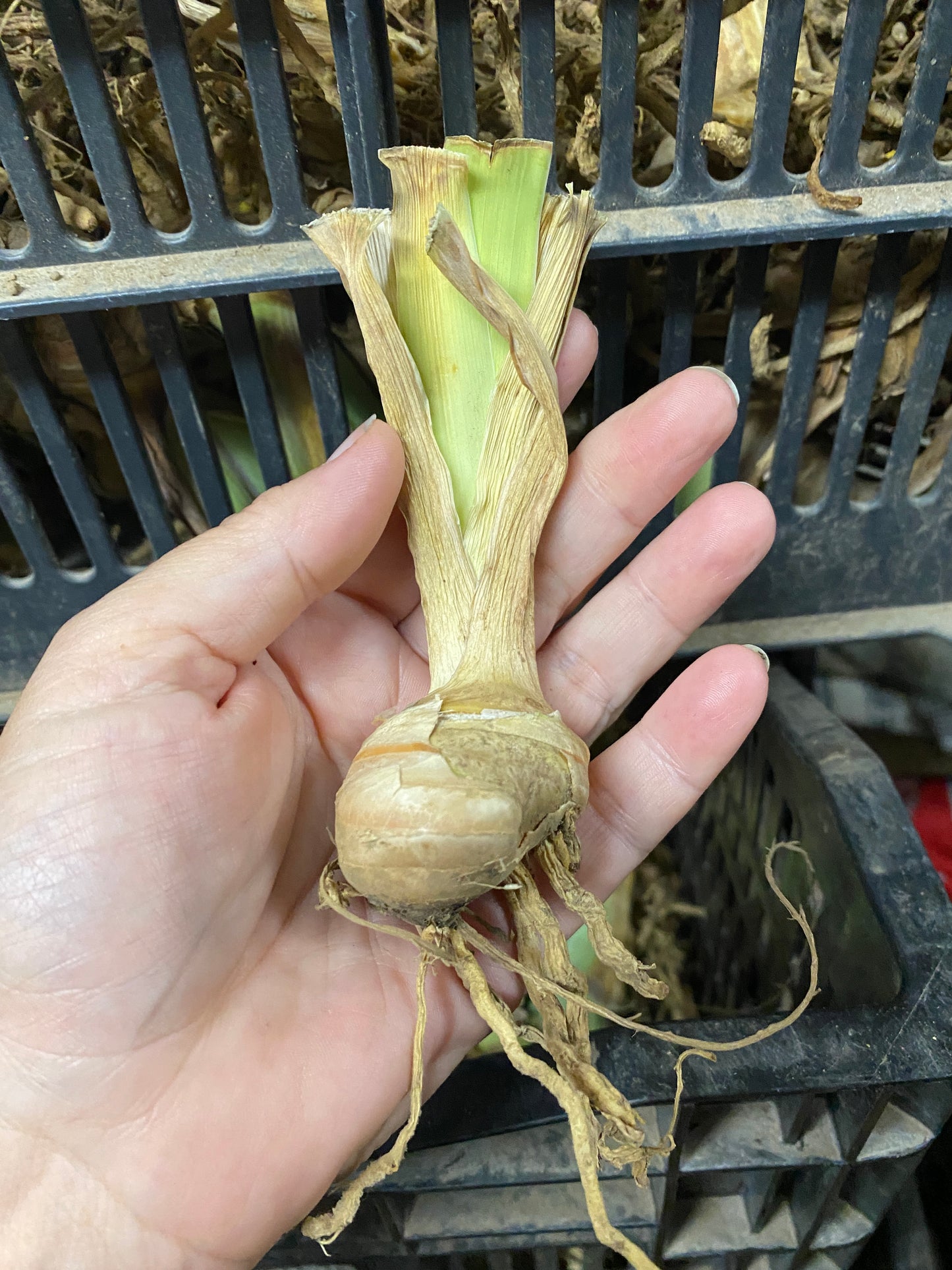 Iris Bearded Pagan Dance Fragrant Reblooming Geranica Barry Blyth 1989 #1 Size Rhizome