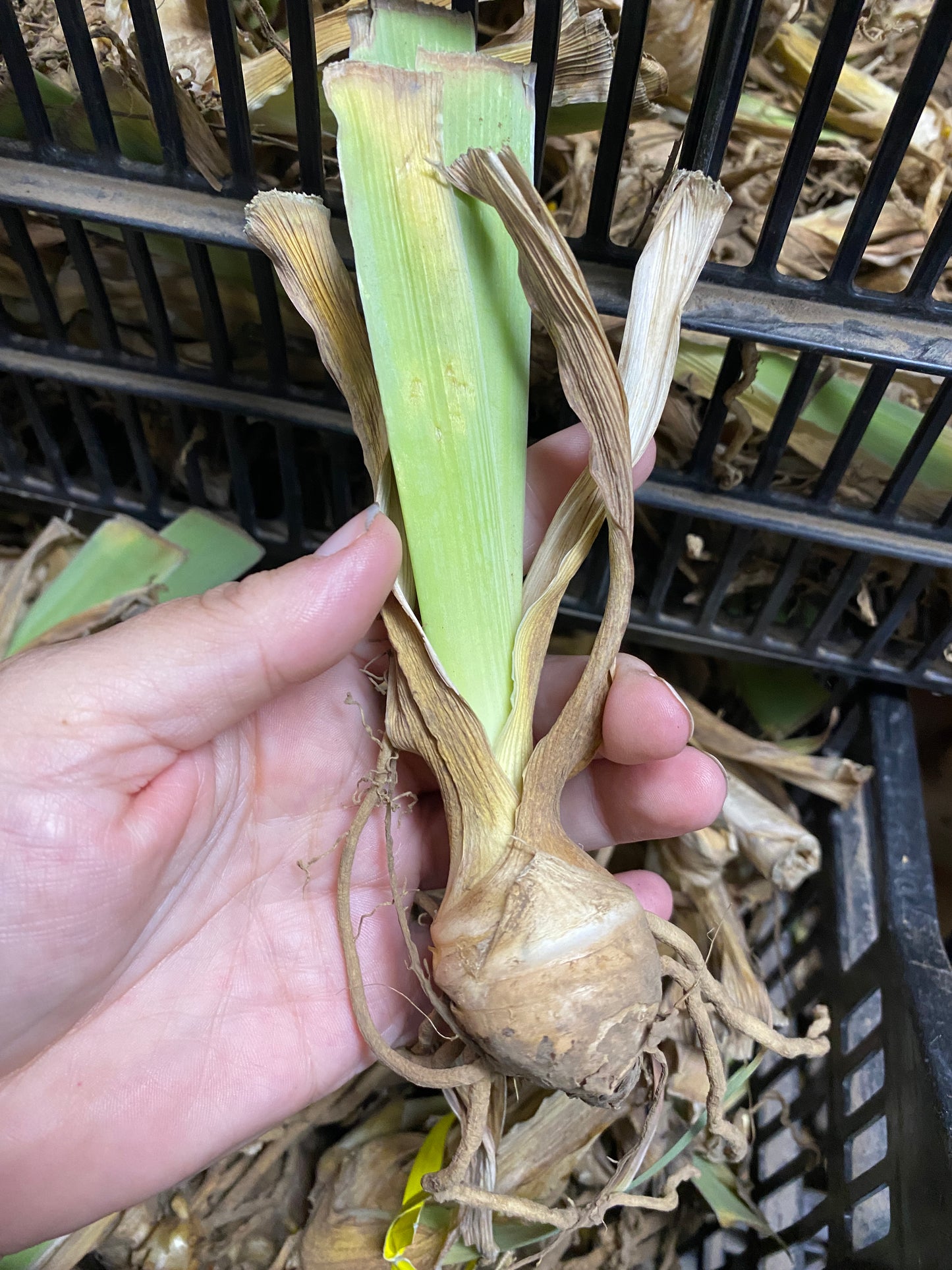 Iris Bearded Champagne and Strawberries Germanica Iris Size #1 Rhizome