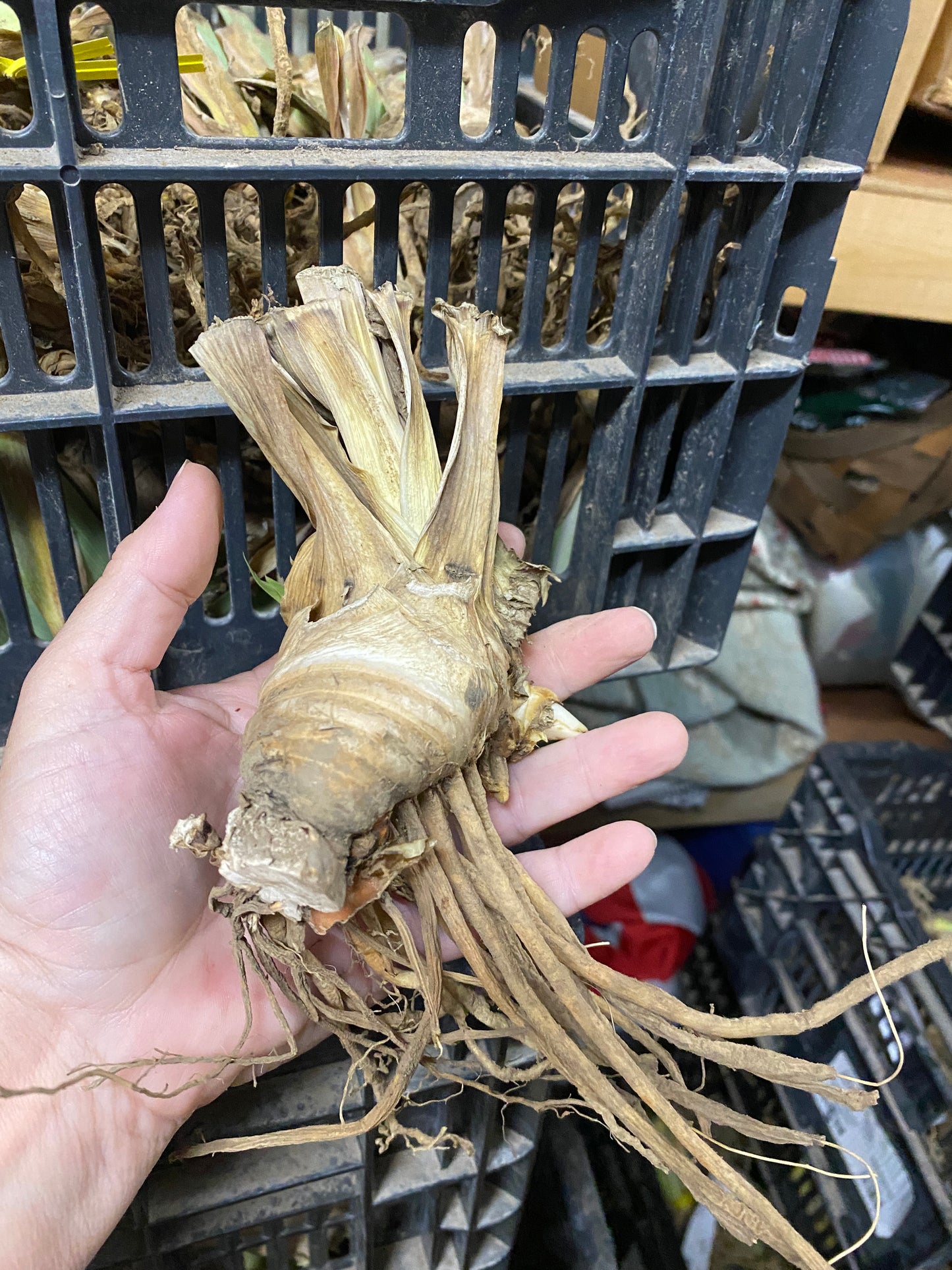 Iris Bearded Grays Peak Germanica Iris #1 Size Rhizome