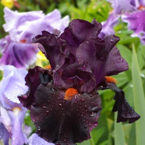 Iris Bearded Dracula Kiss Germanica Iris #1 Size Rhizome