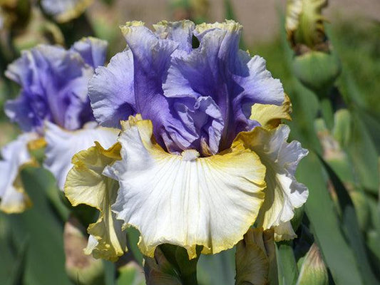 Iris Bearded Easter Charm Germanica Iris #1 Size Rhizome