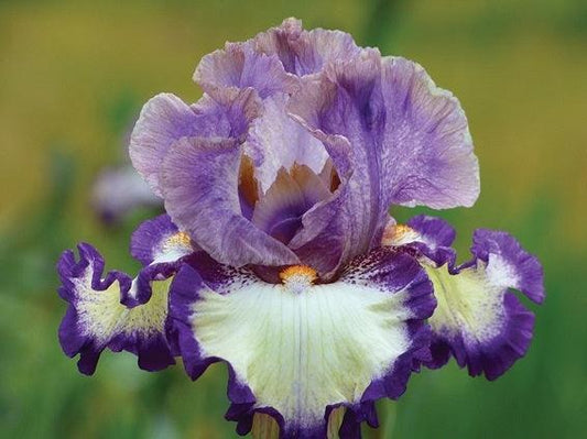 Iris Bearded Grays Peak Germanica Iris #1 Size Rhizome